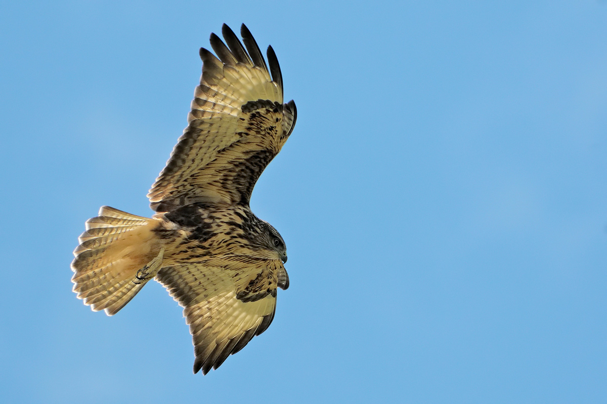 Poiana (Buteo buteo)