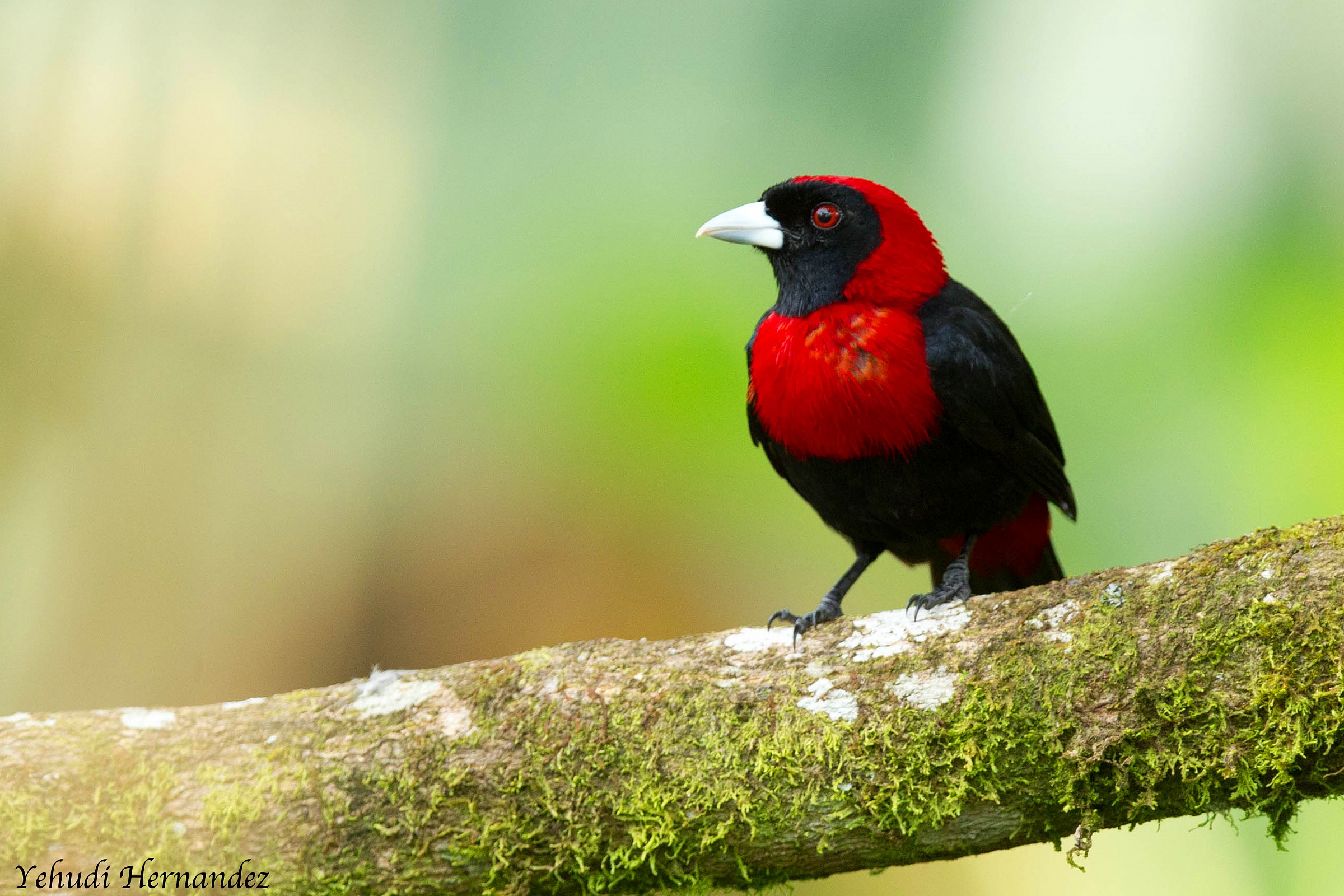 Crimson Collared Tanager