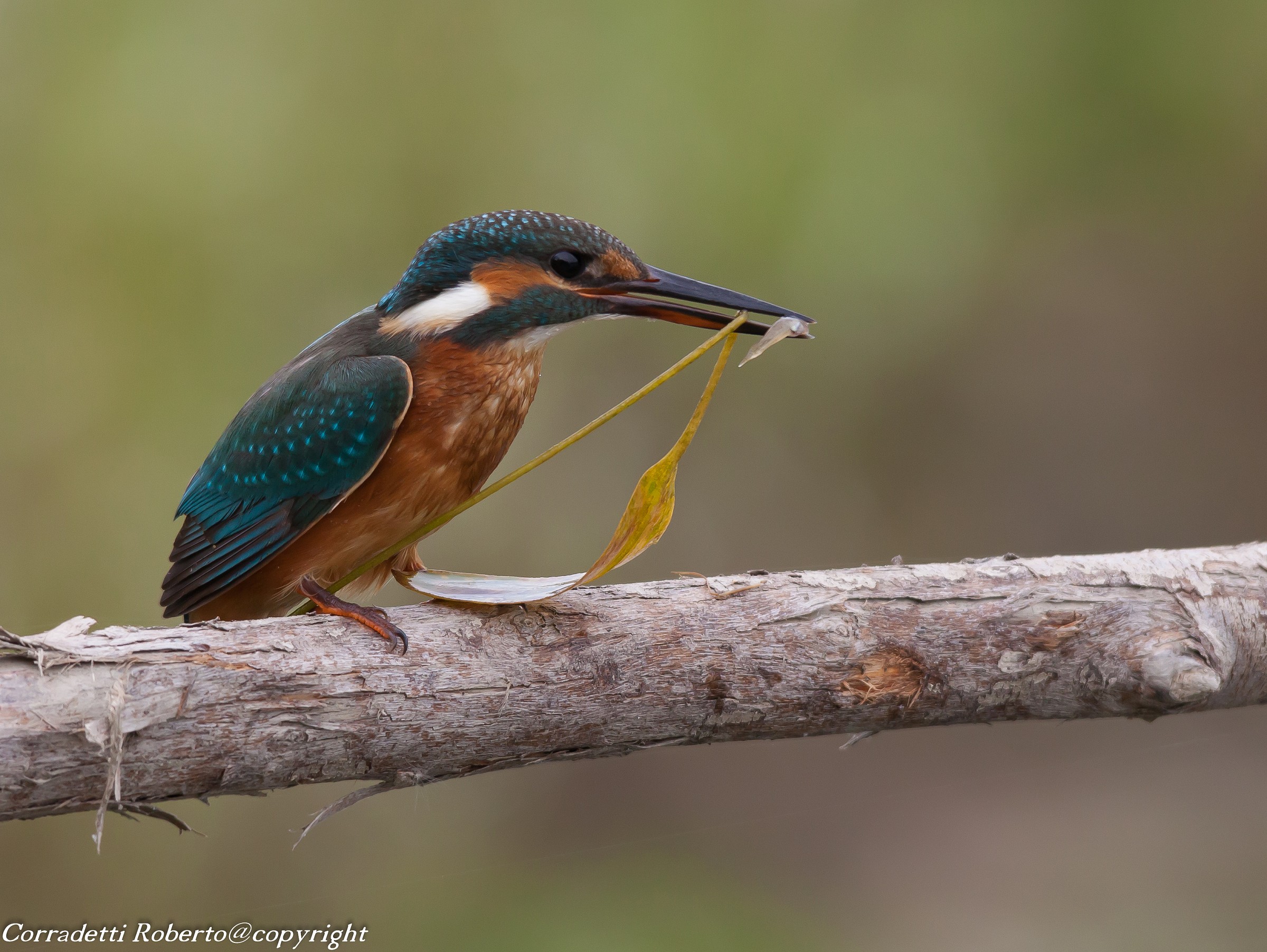 oggi pesciolino con verdura.