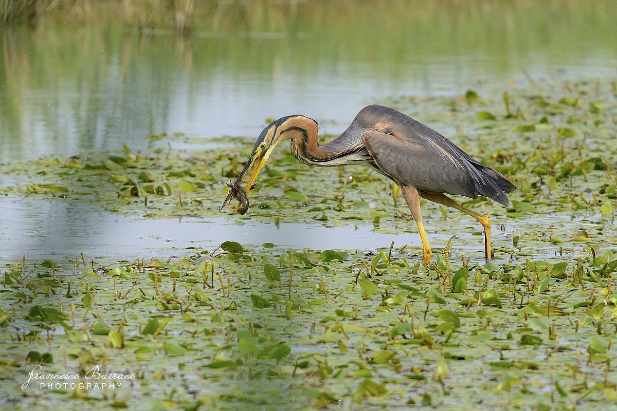 Airone Rosso con Preda