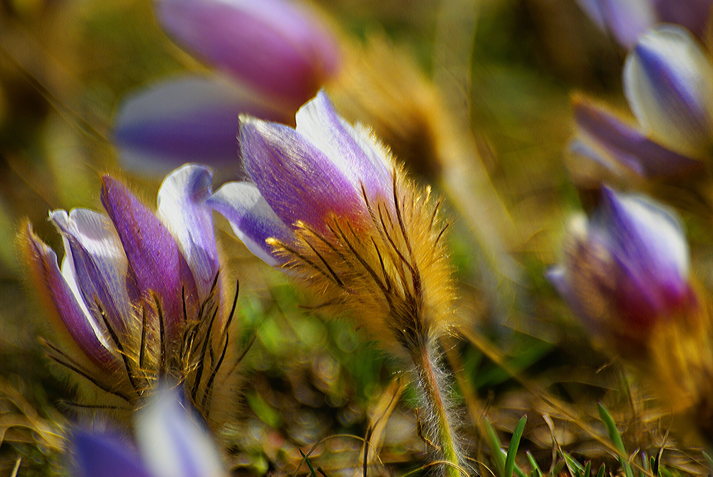 Pulsatilla vernalis 1