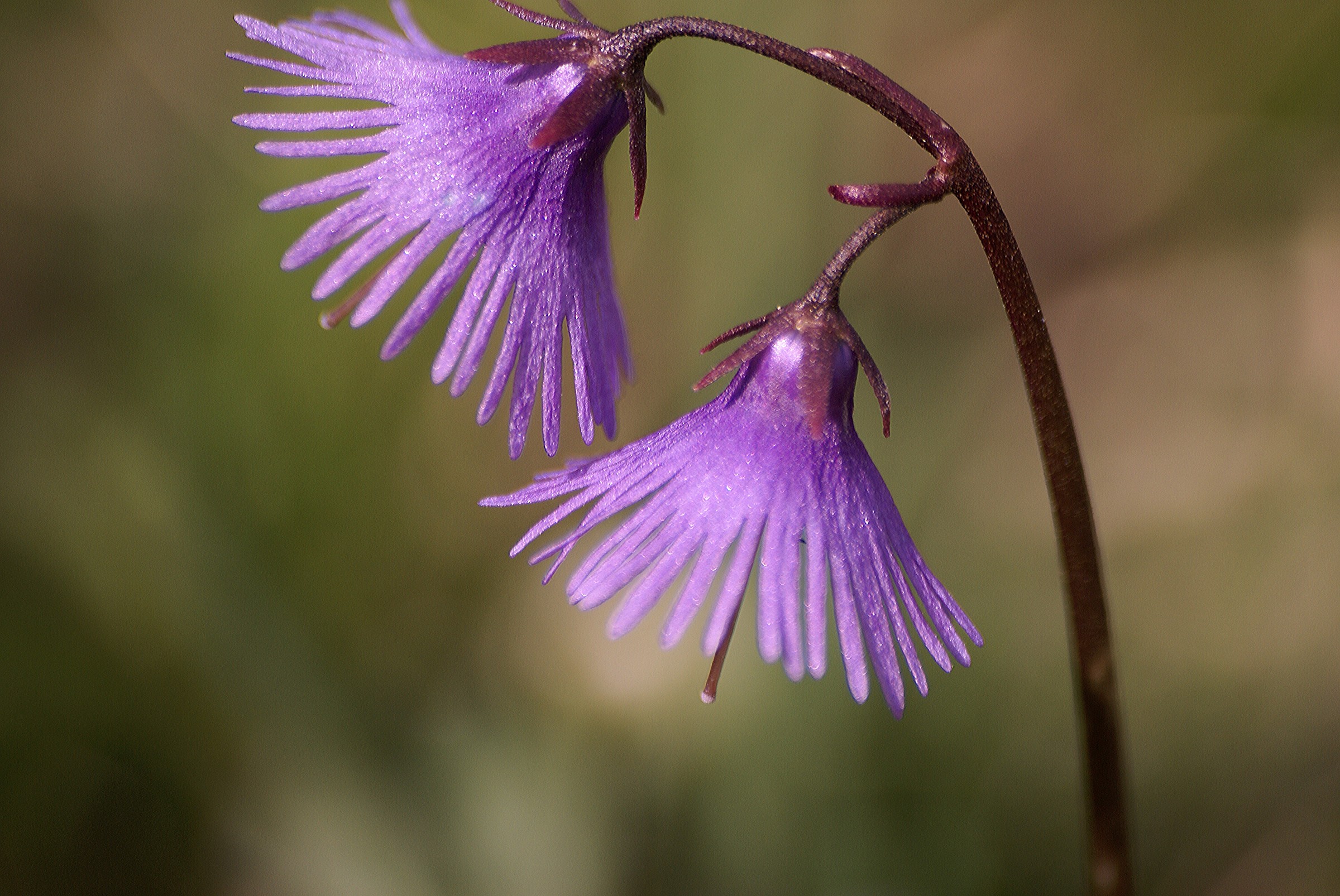 Soldanella 2