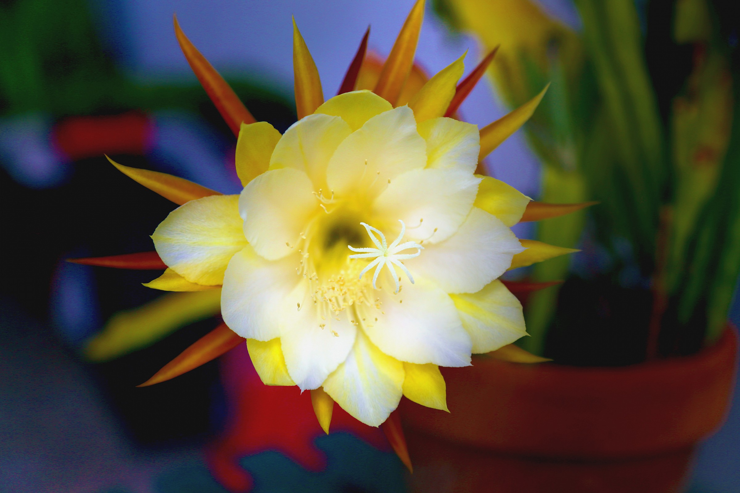 Cactus Flower 7