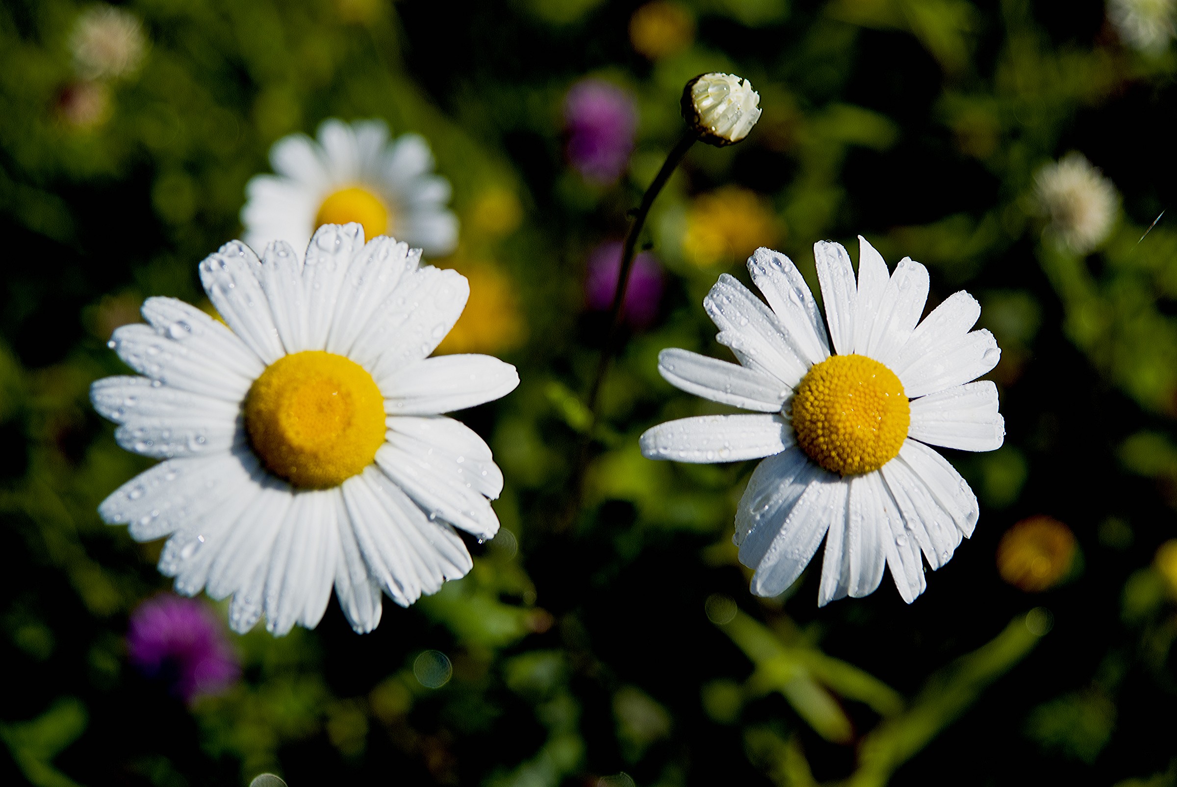 Daisies 10