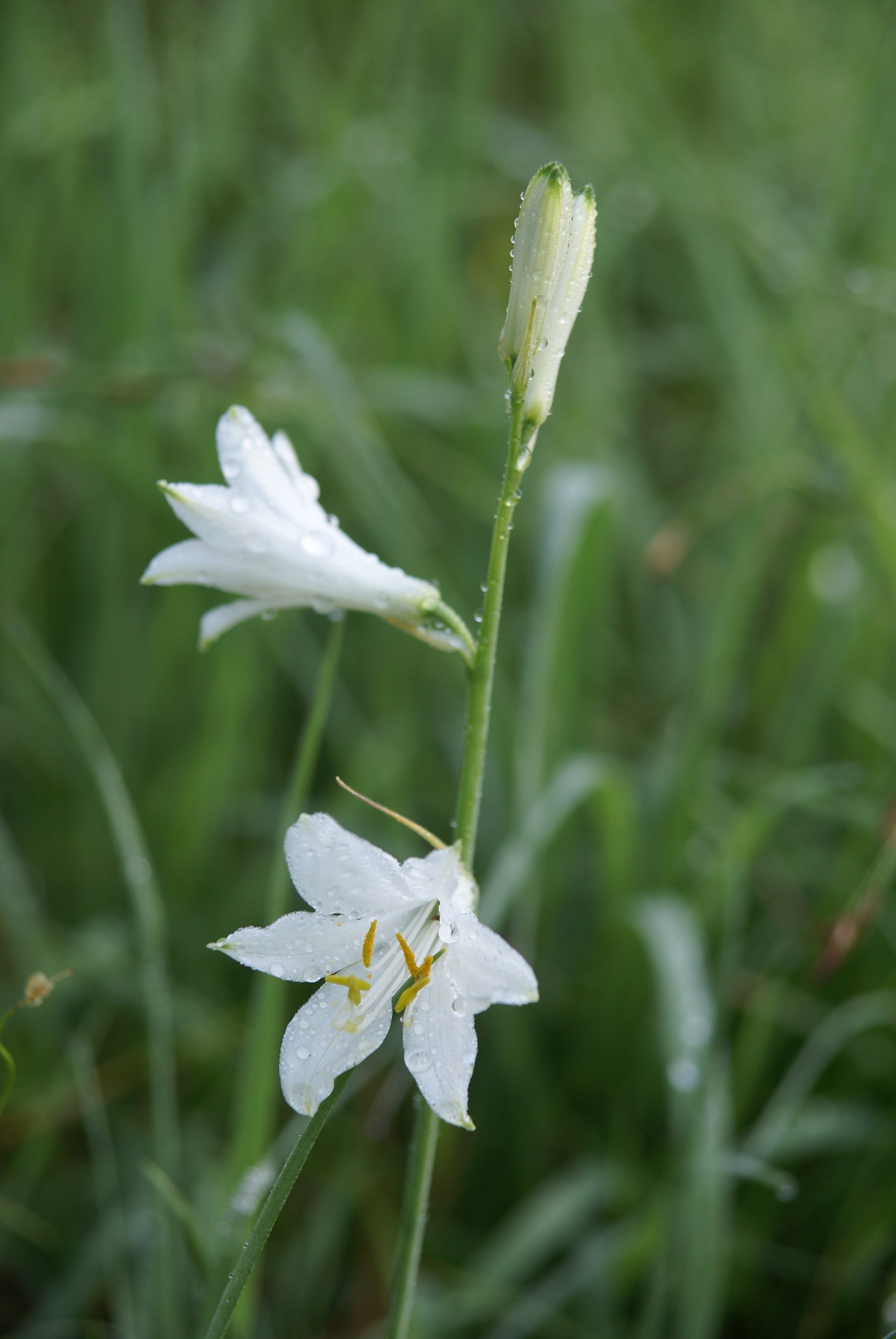 Giglio bianco 11