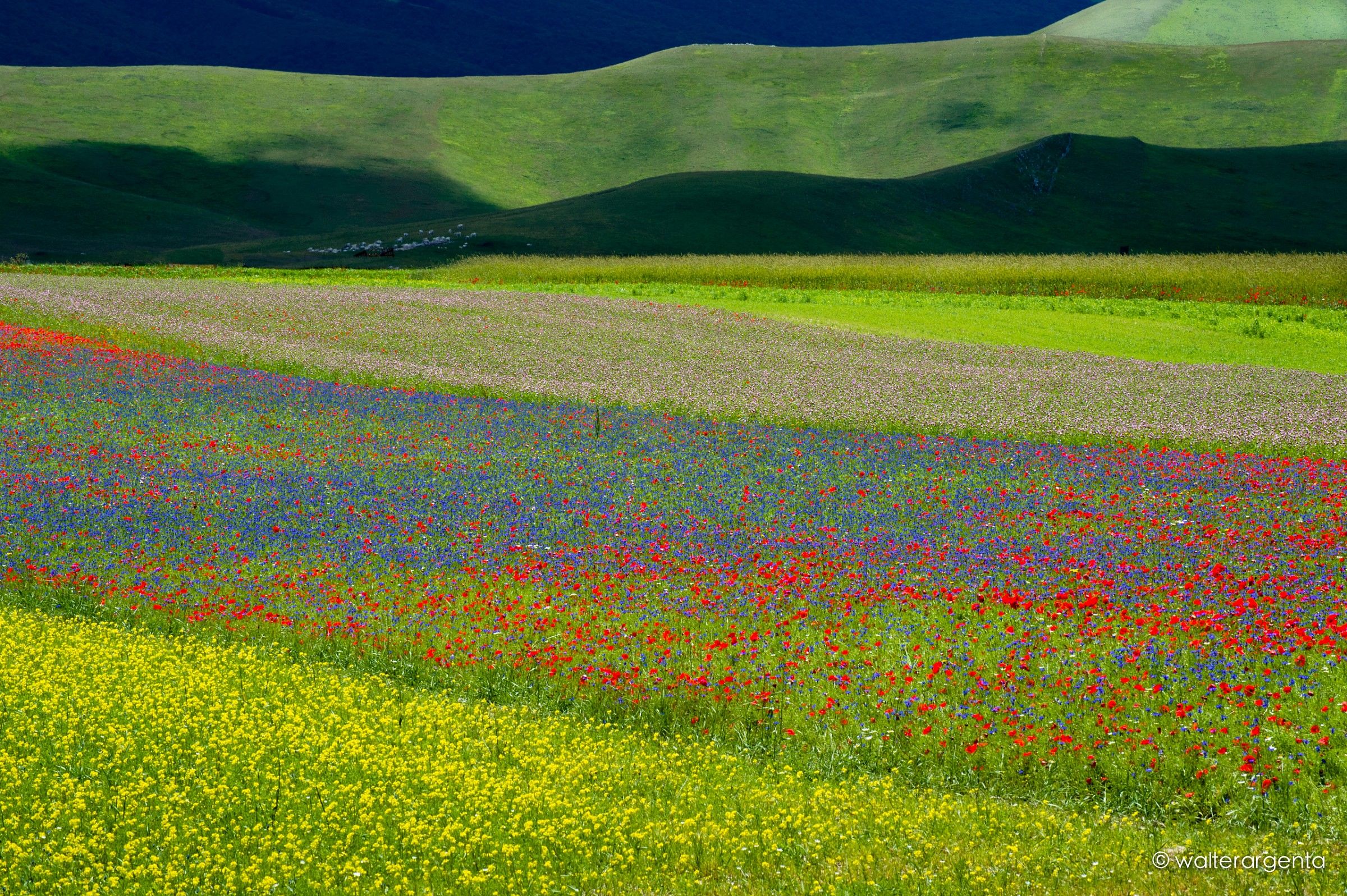 Castelluccio 2014
