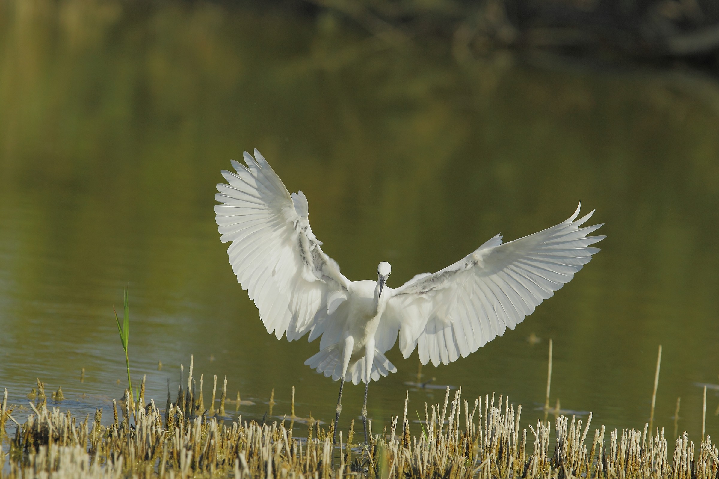 egret