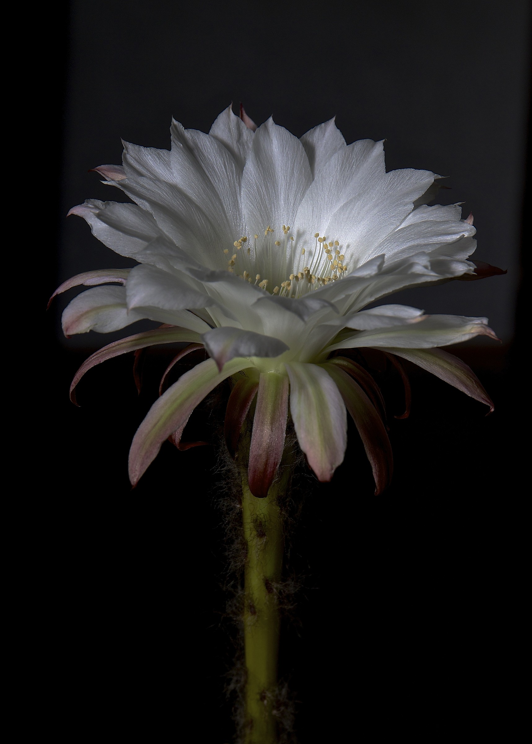 echinopsis secondo il 24/70 f4
