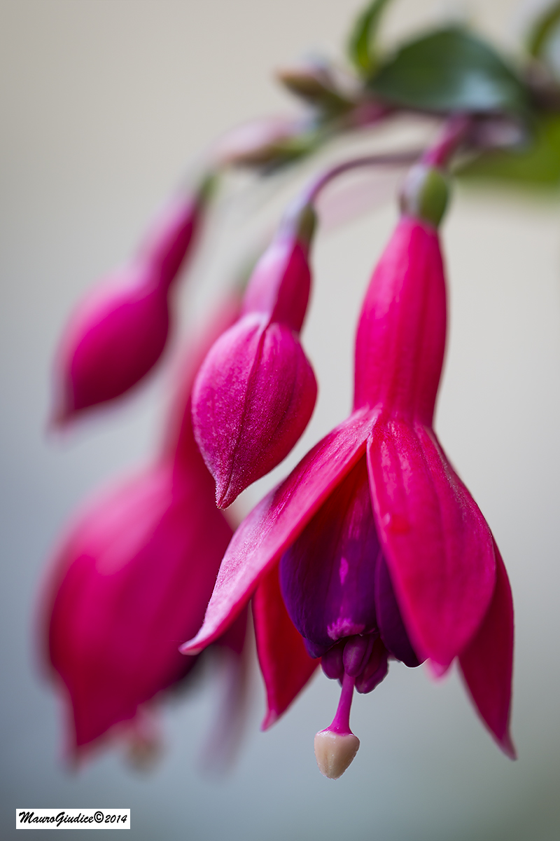 fiori del mio giardino 2
