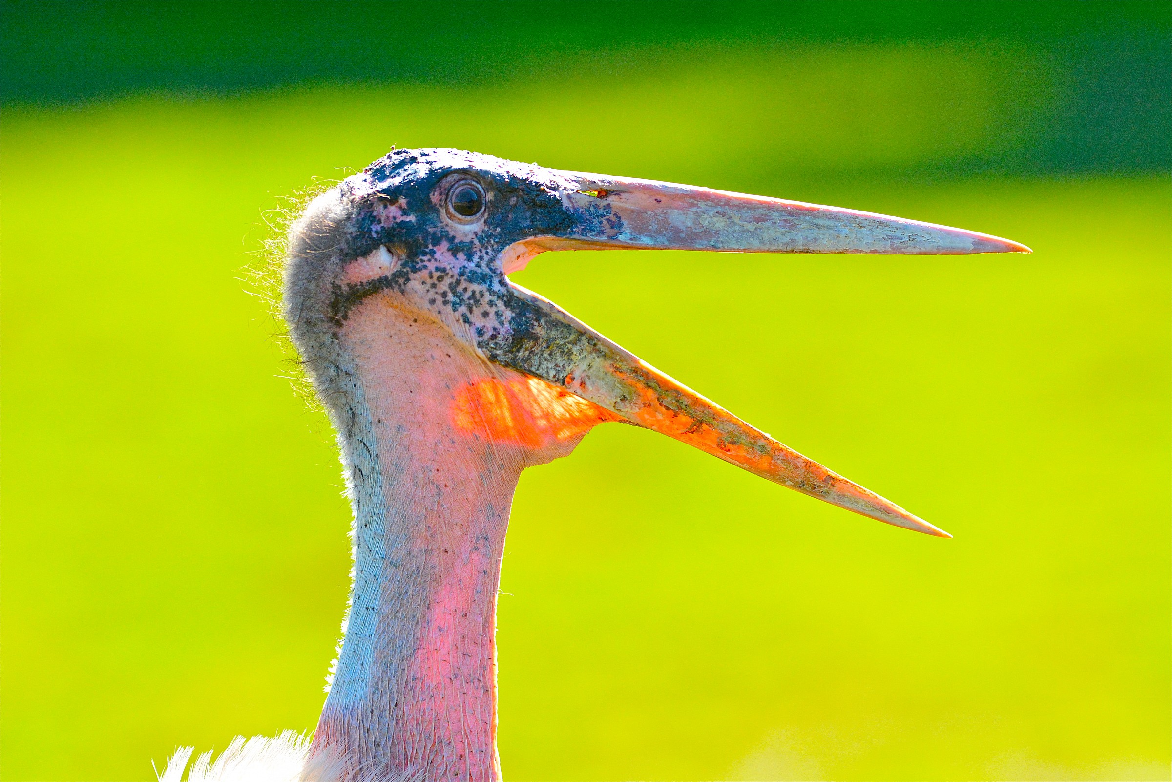 Marabou Stork