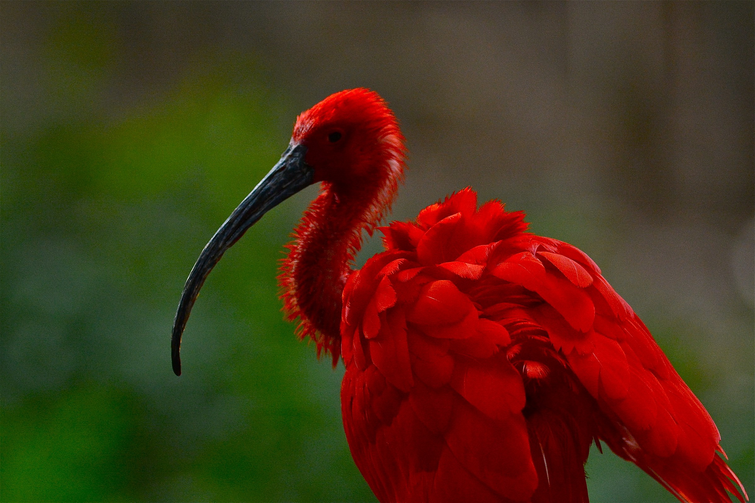 Scarlet Ibis