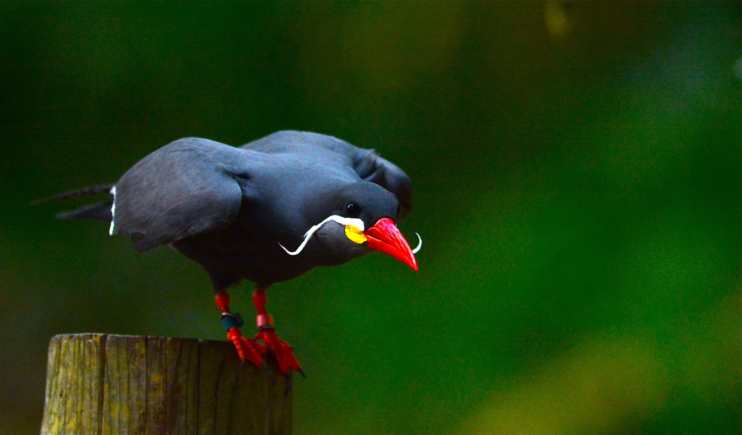 Moustached Inca Tern