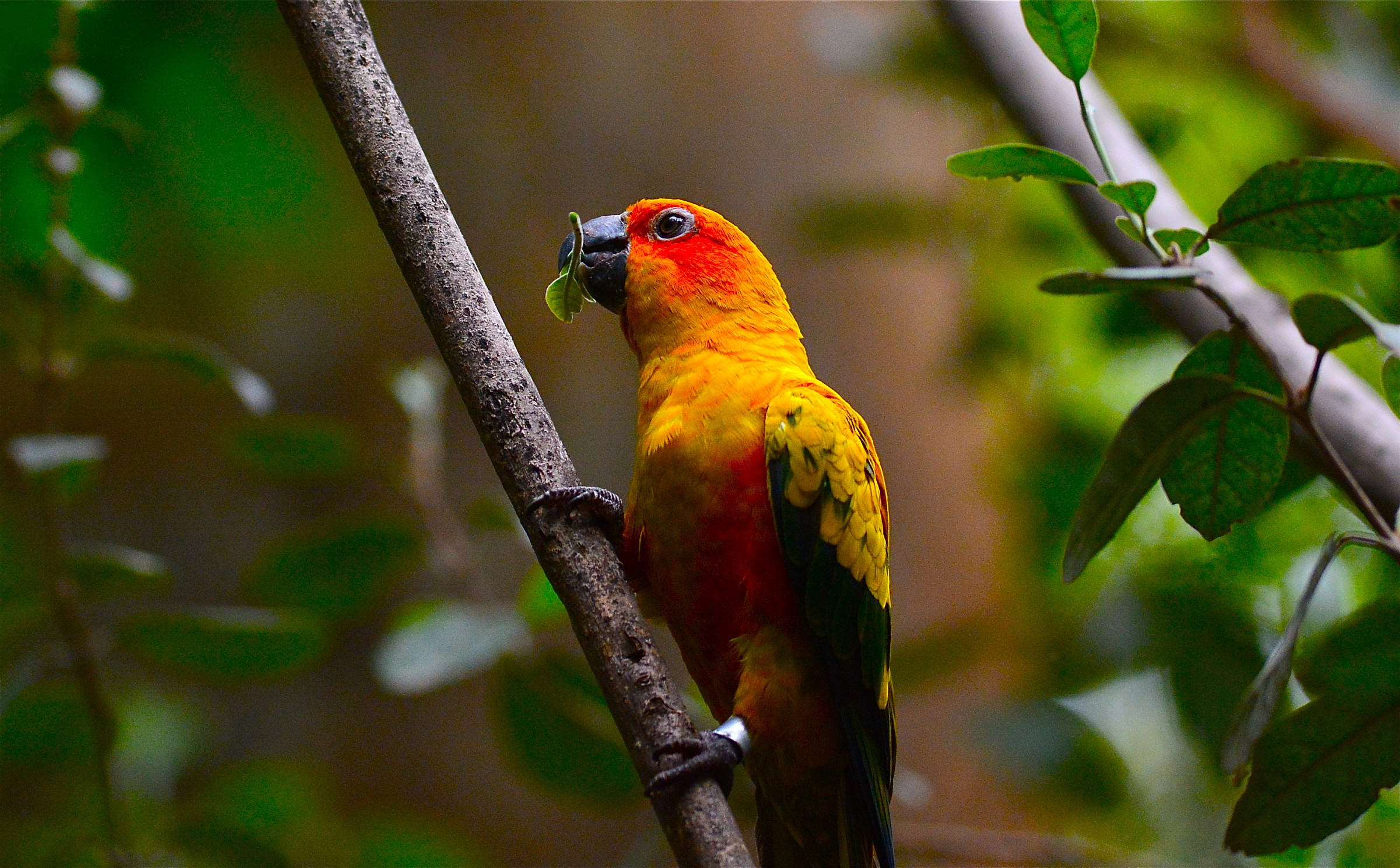 Sun Conure Parrot