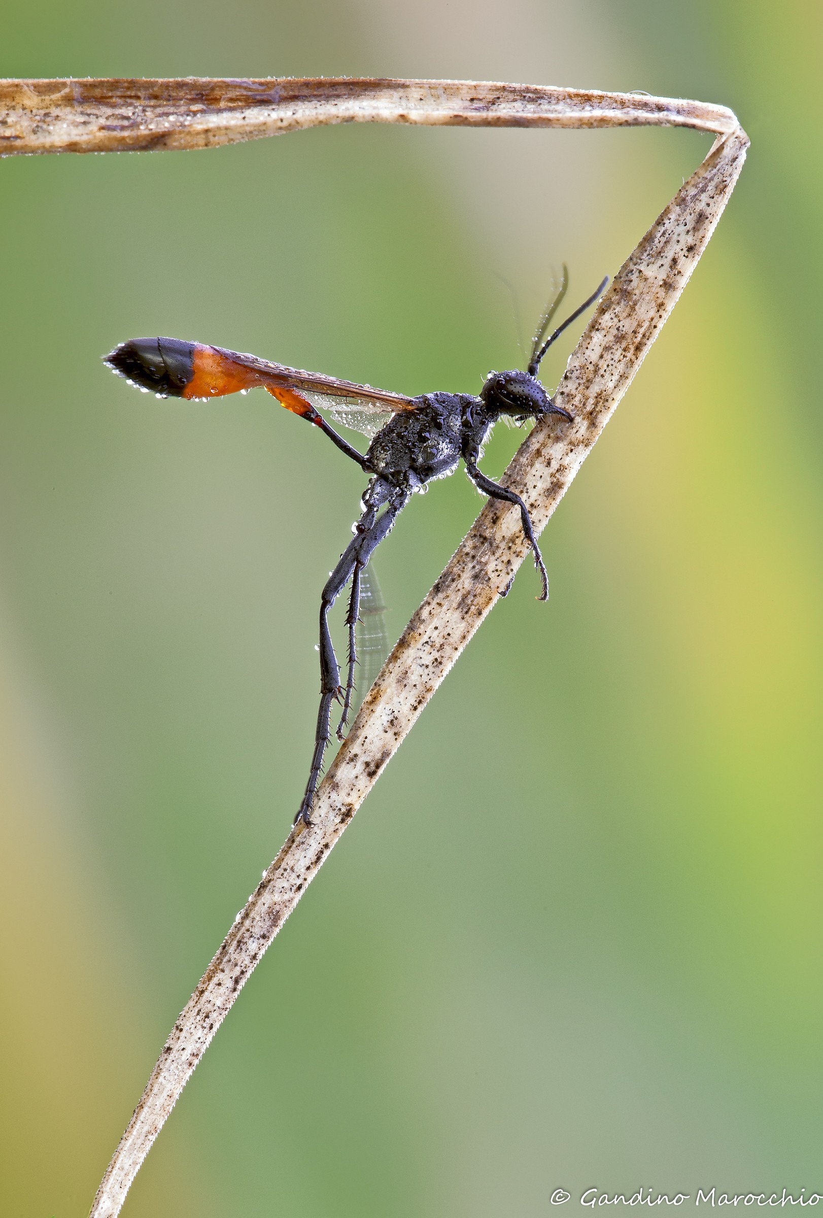 The wake up at 7 (ammophilia procera)