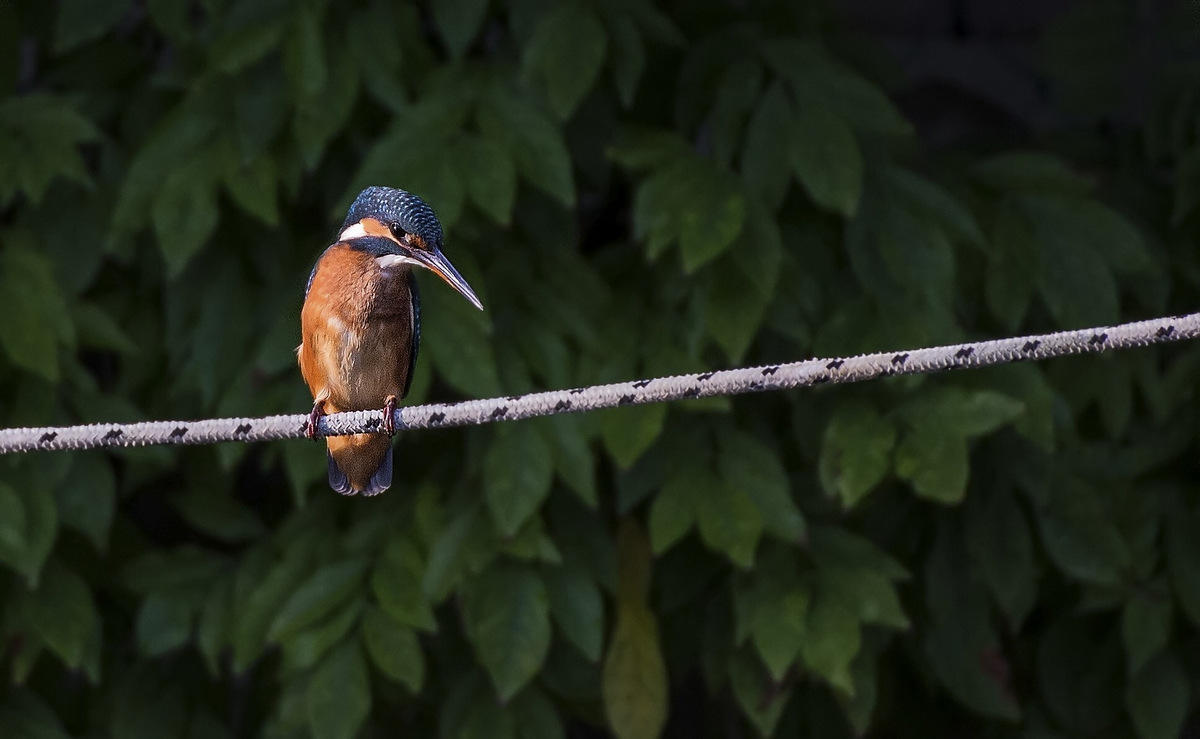 Maybe I'll take another one?