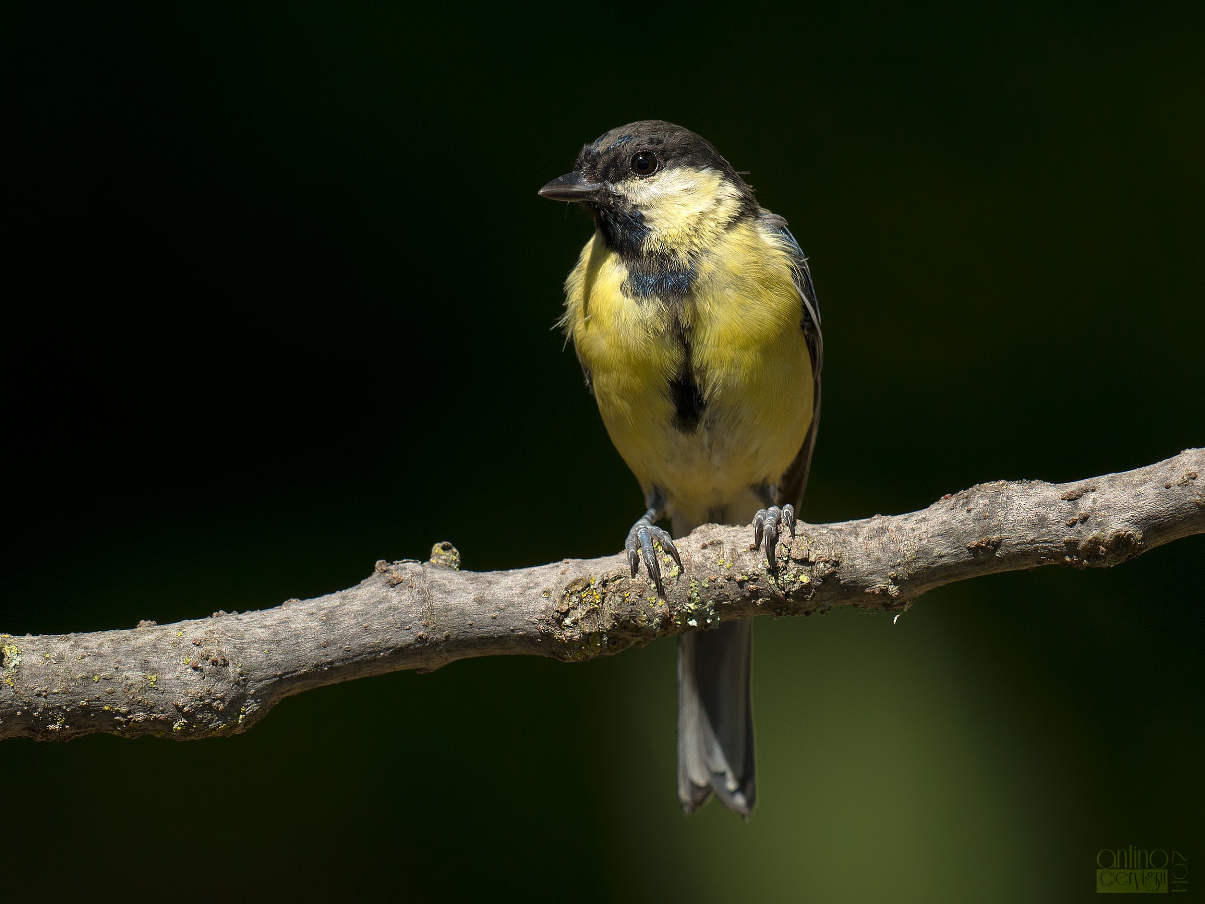 Giovane cinciallegra