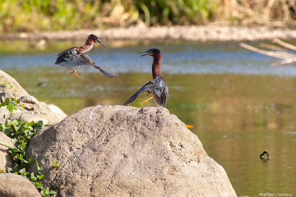 Bare-throated Tiger Heron - Airone tigrato golanuda