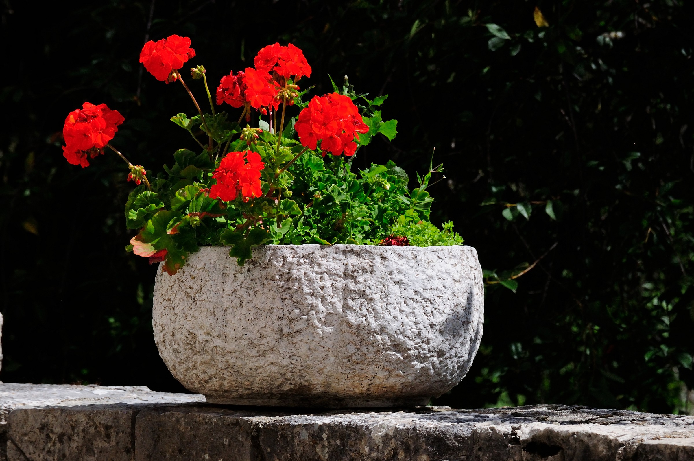 Potted geraniums ...