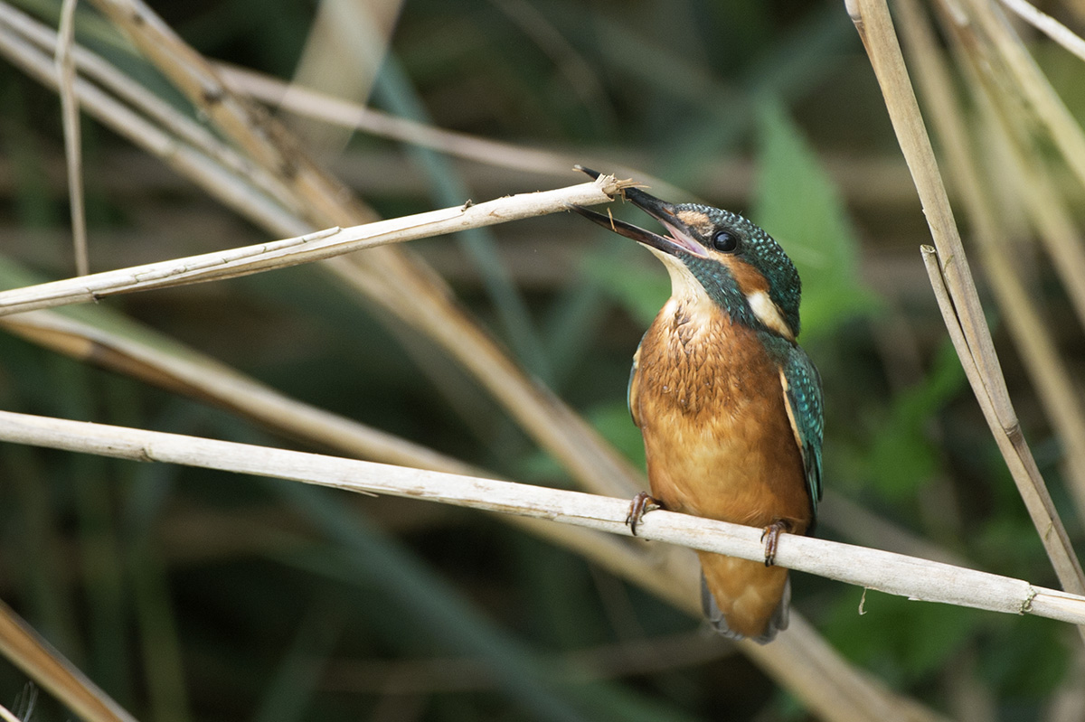 Kingfisher