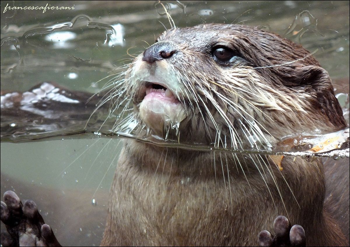 Sguardi: ...vengo anch'io.....