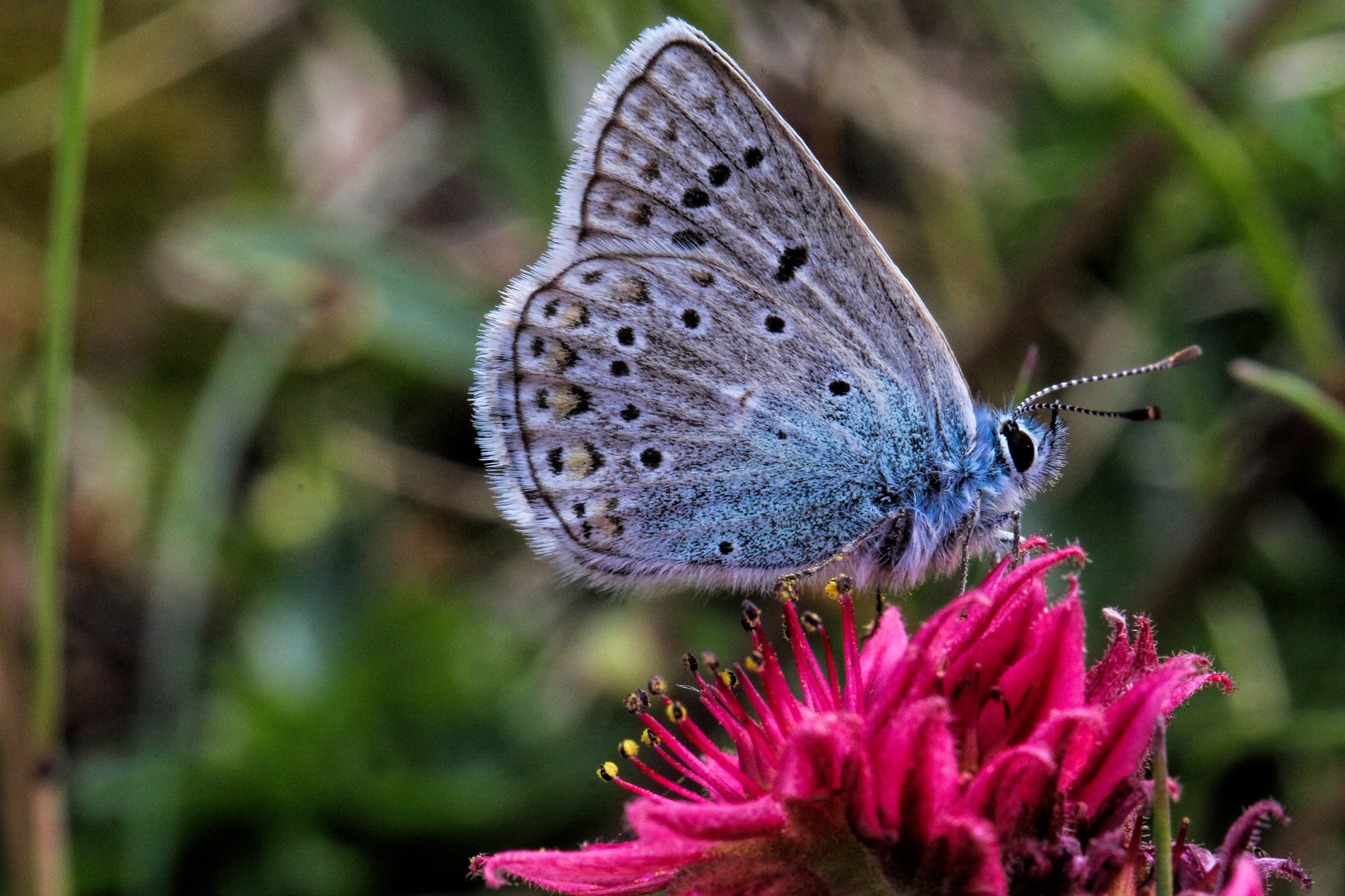butterfly on Sempervivum