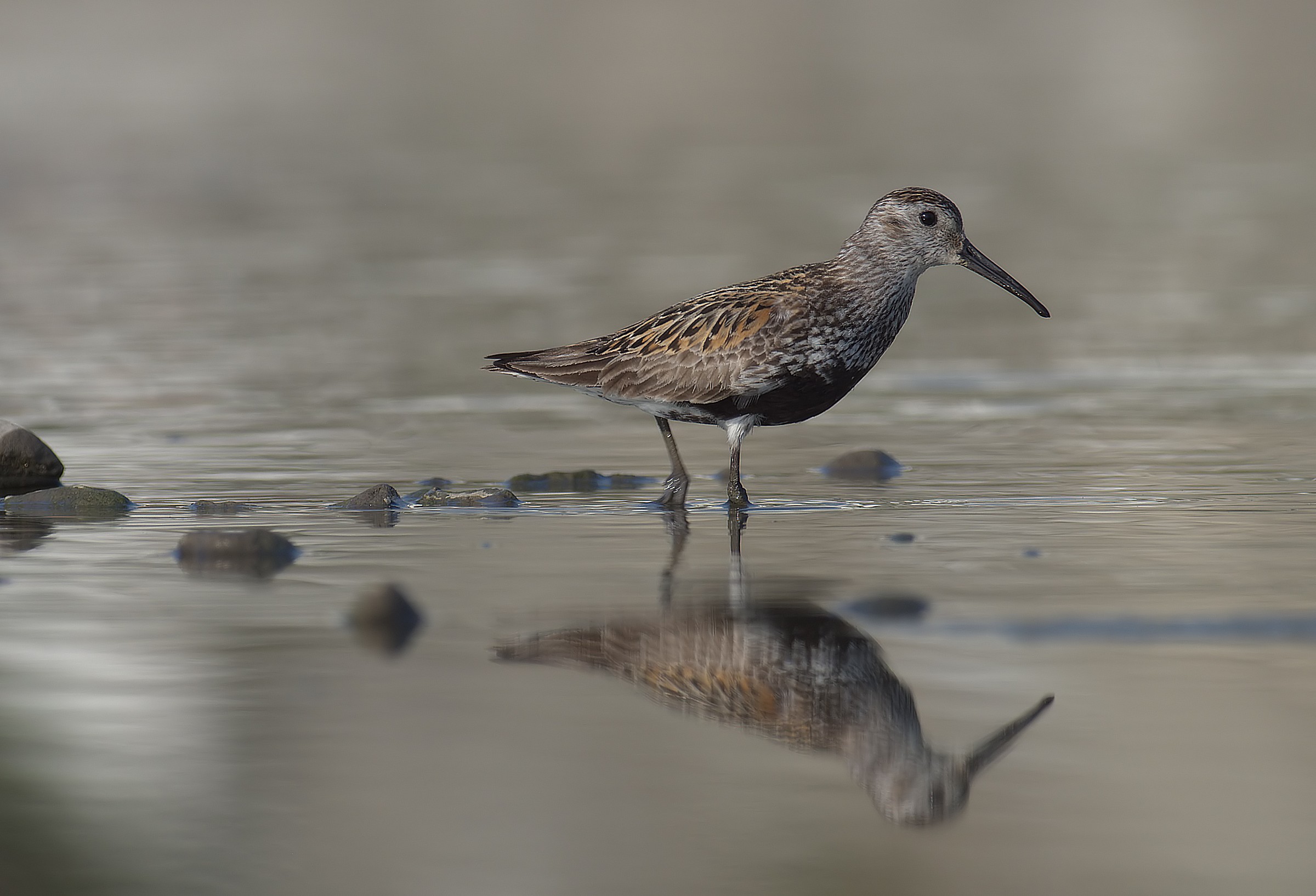 piovanello pancianera