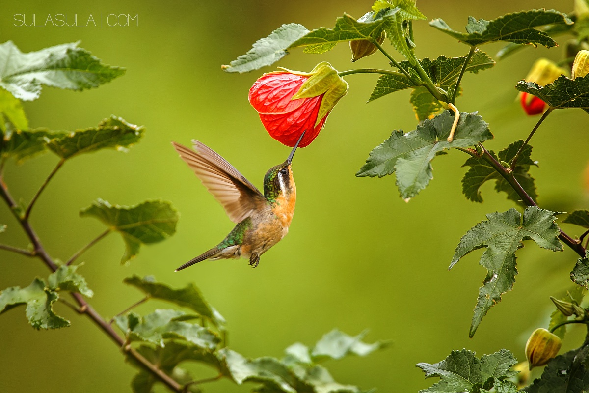 Variable Mountain-gem | Panama
