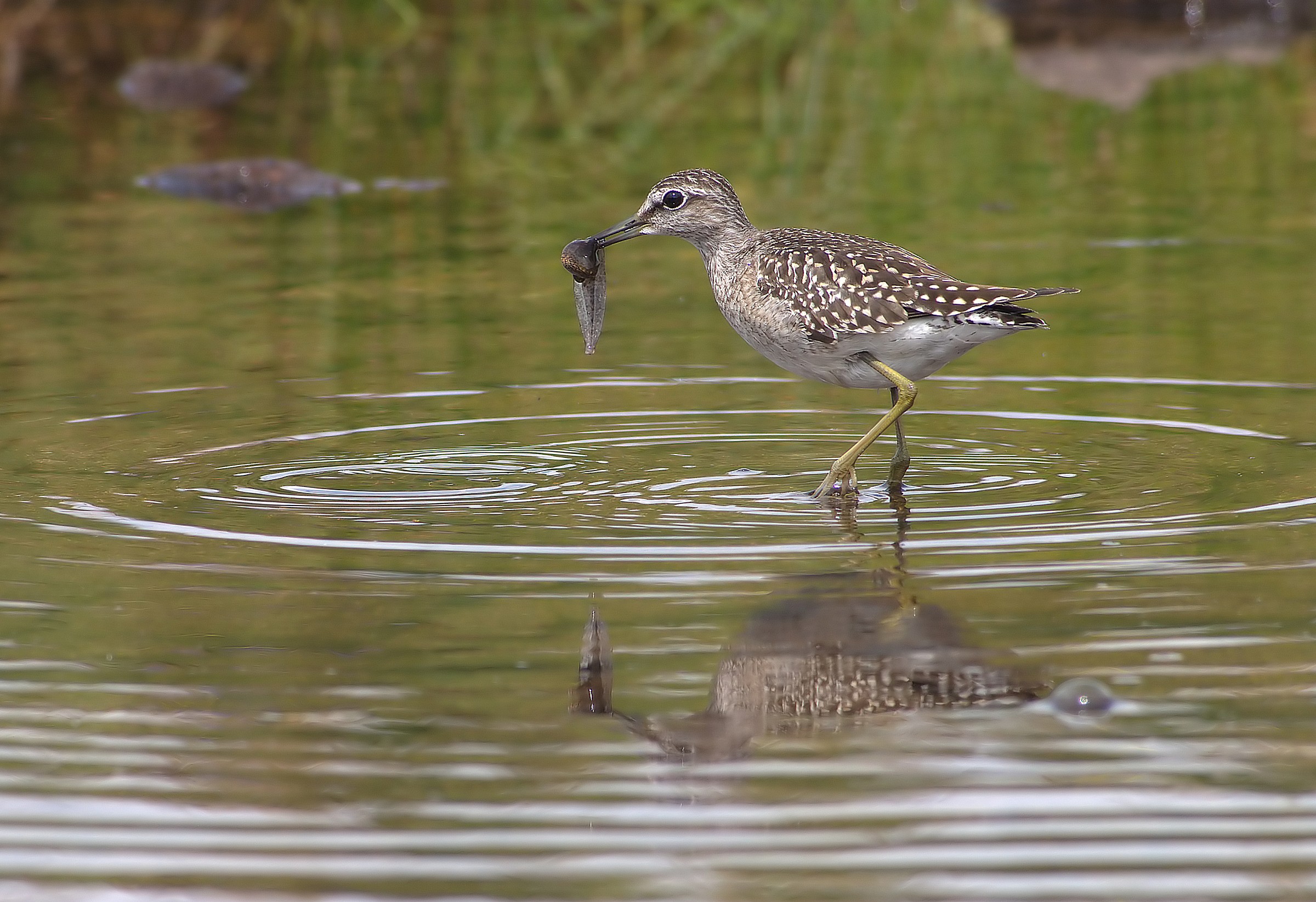 piro piro boschereccio con preda