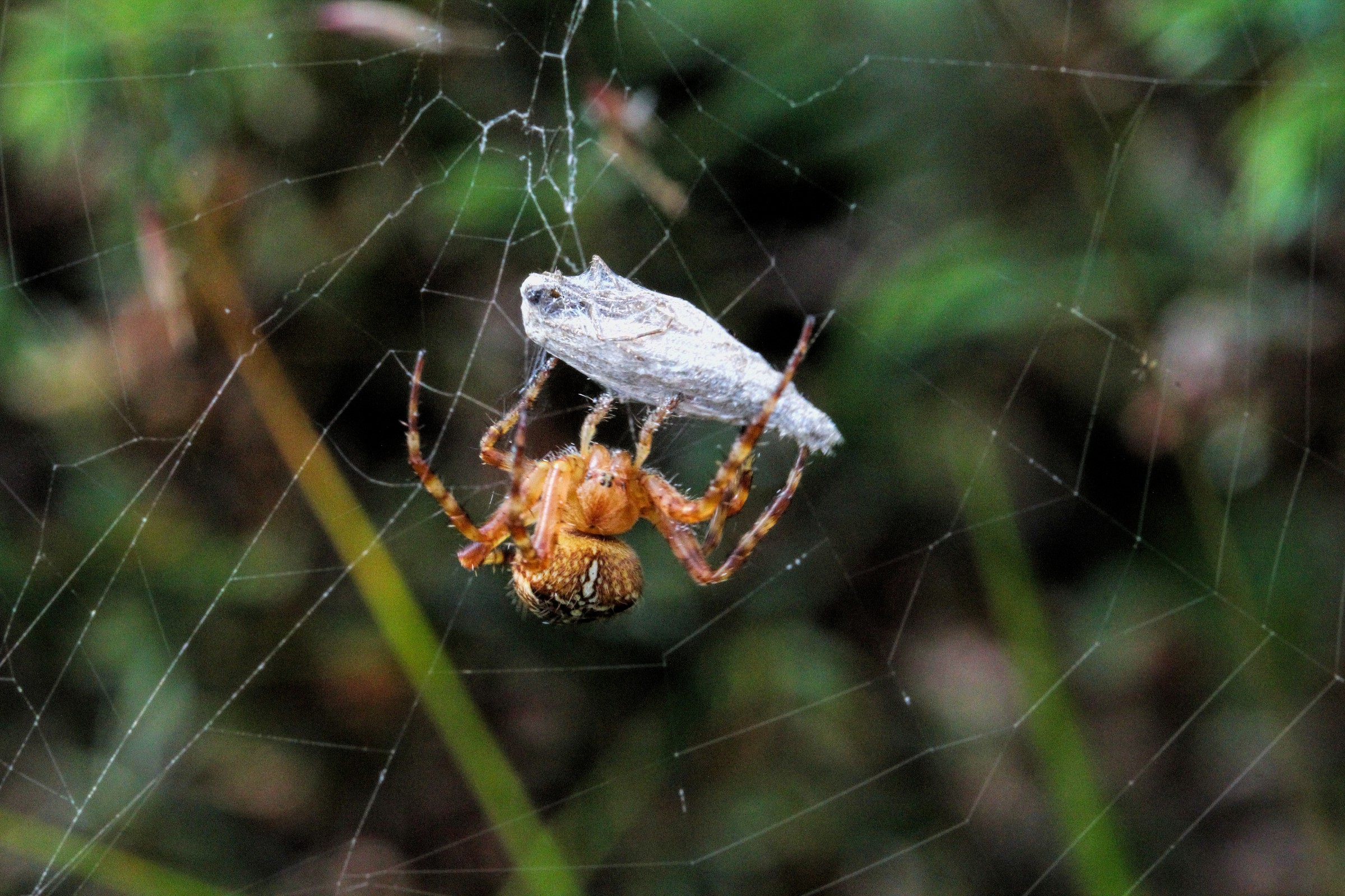 This wrapping it and eat it later