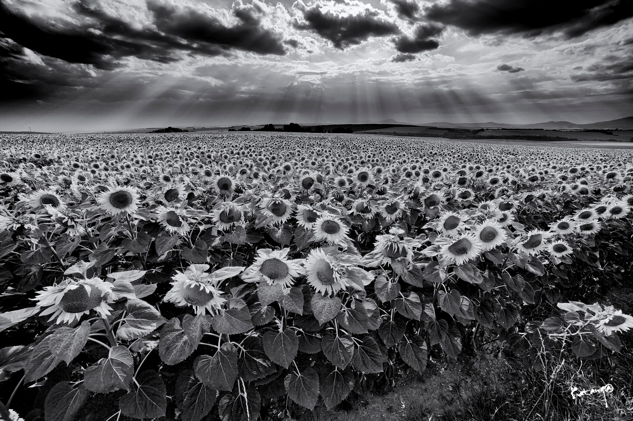 L'armata dei Girasoli