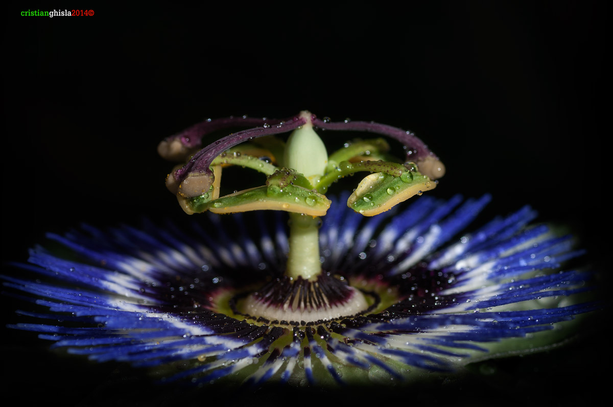 Passiflora