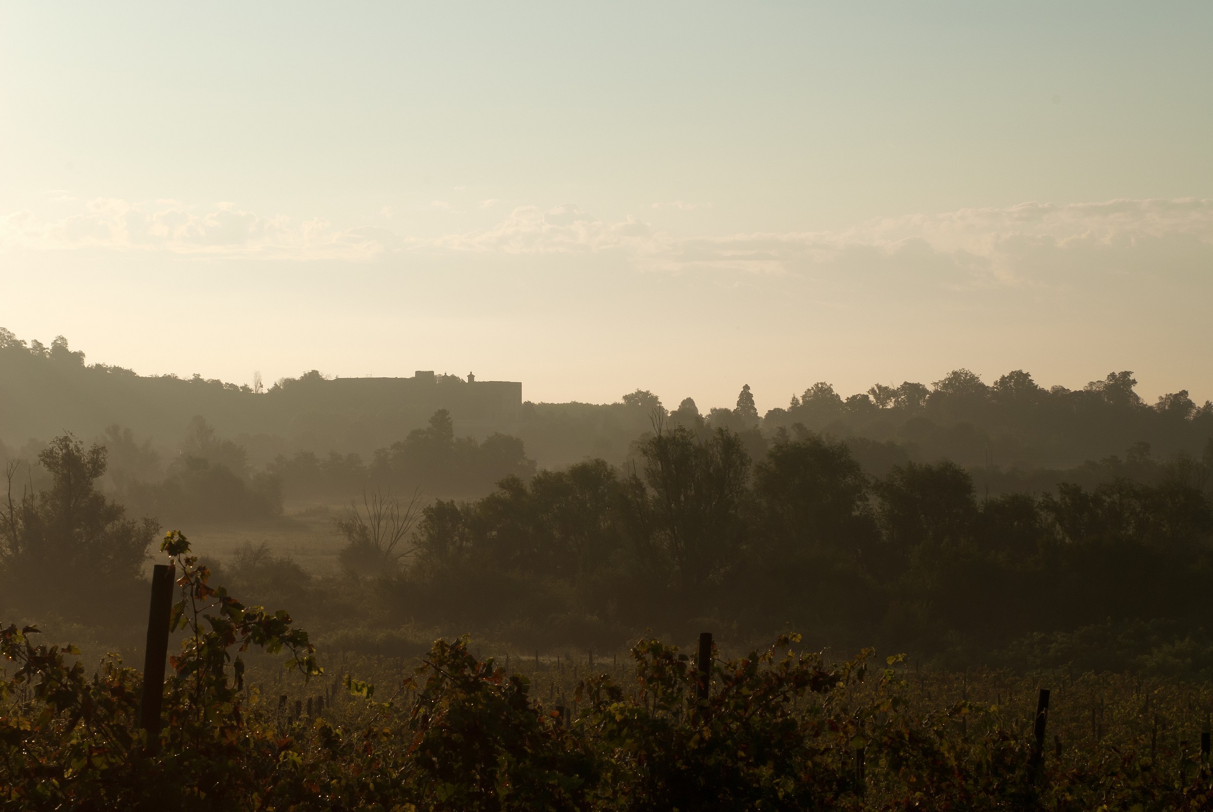 Foschia mattutina sul Catajo