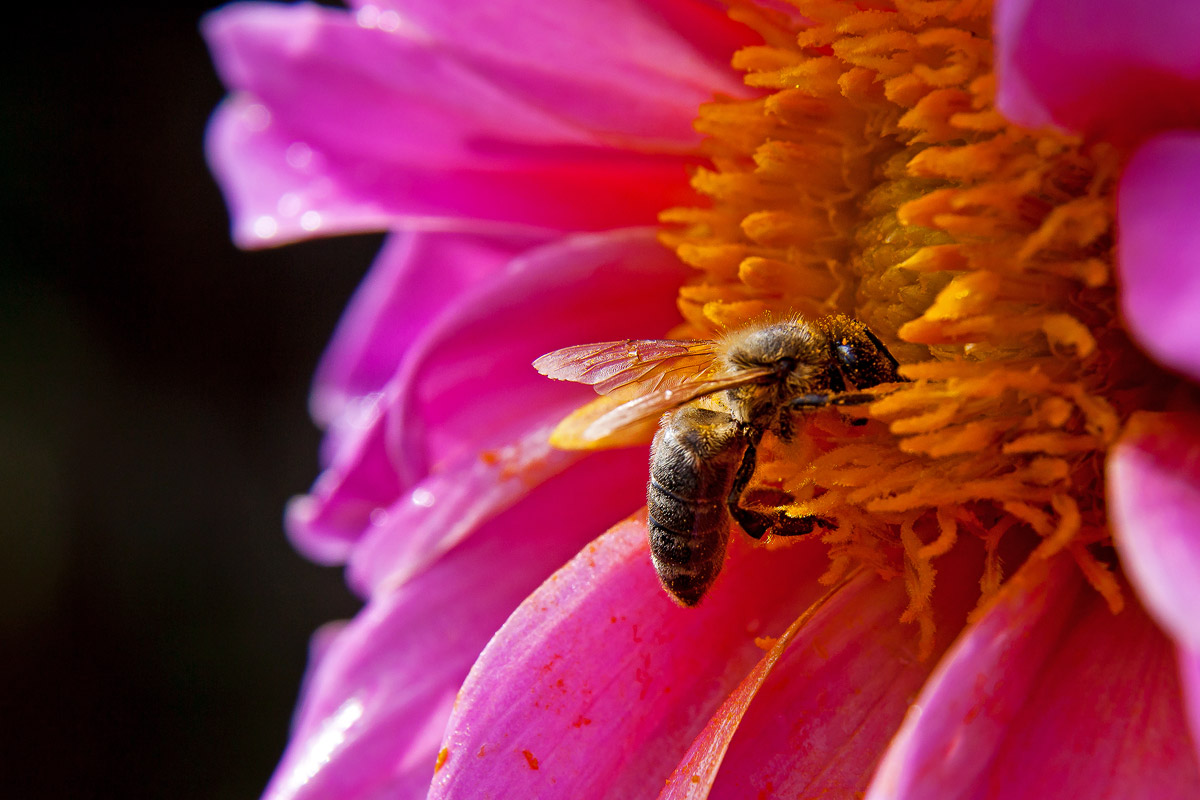 Pasto dopo la pioggia