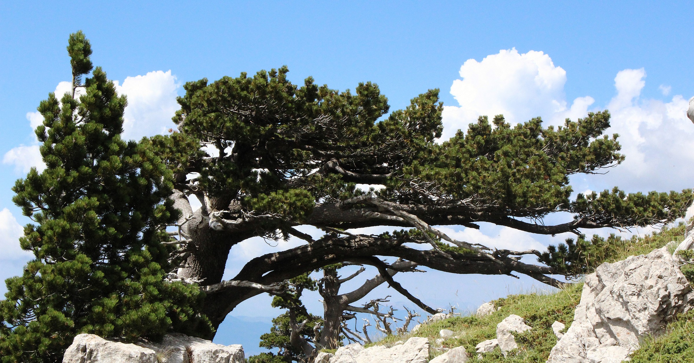 pine lying down (loricato)