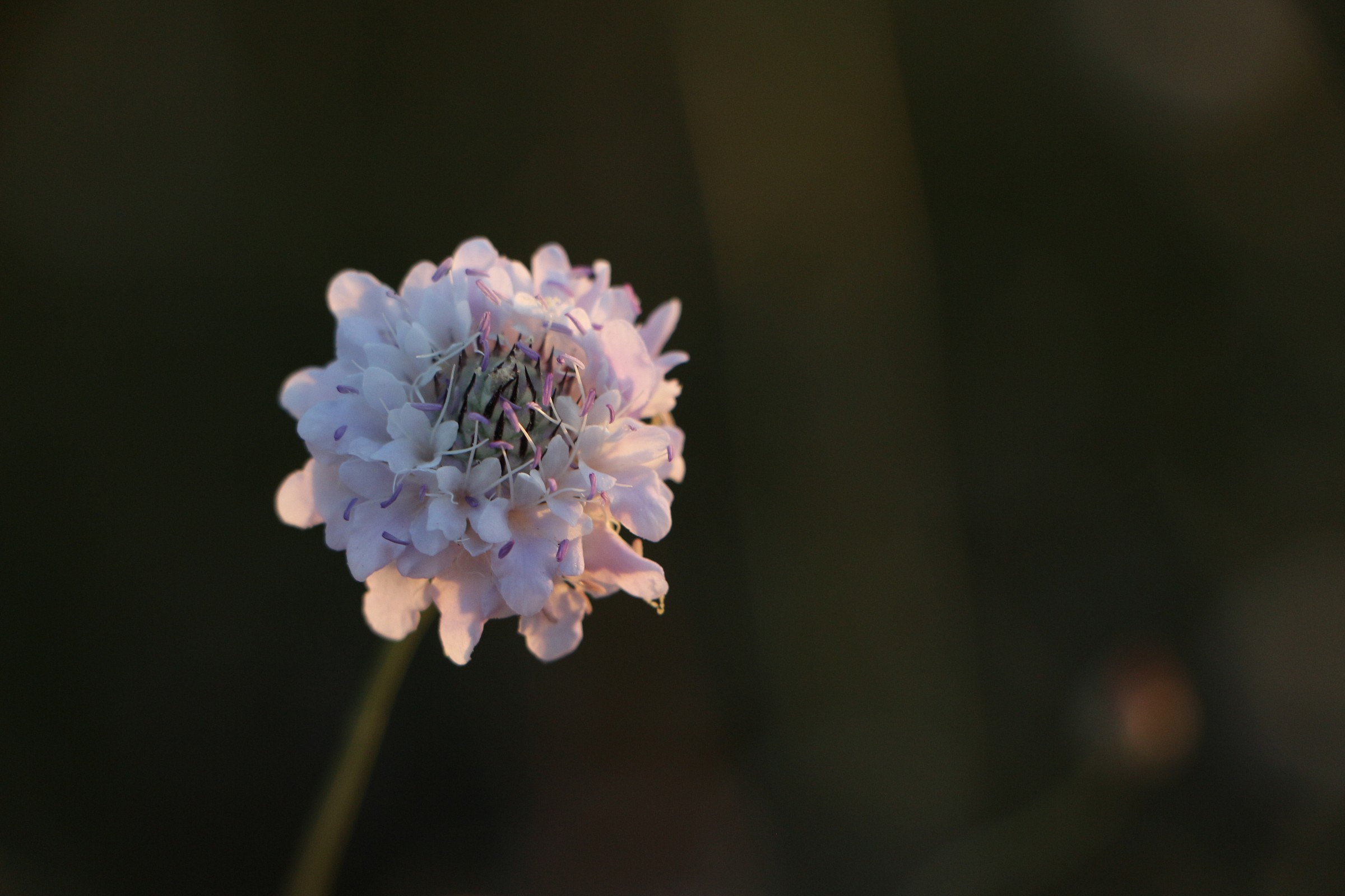 Flower at sunset