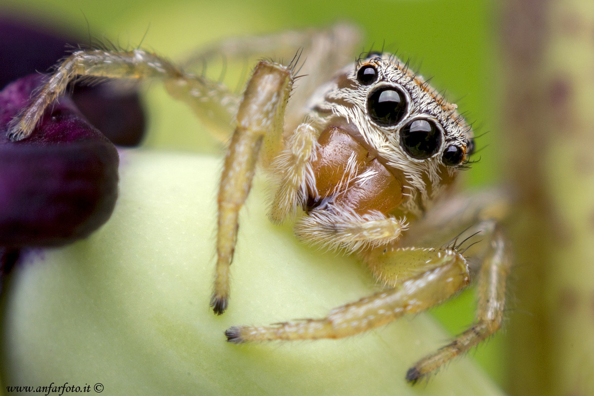 Salticidae spider