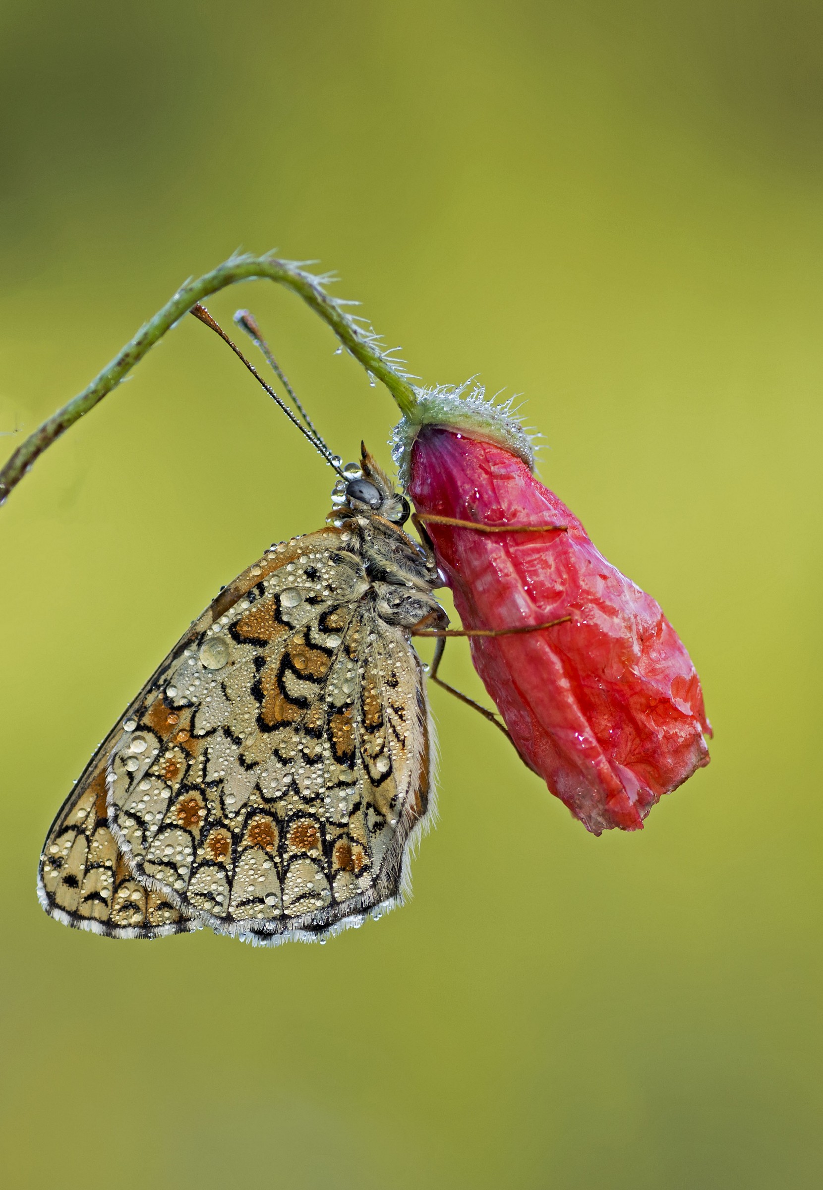 Melitaea
