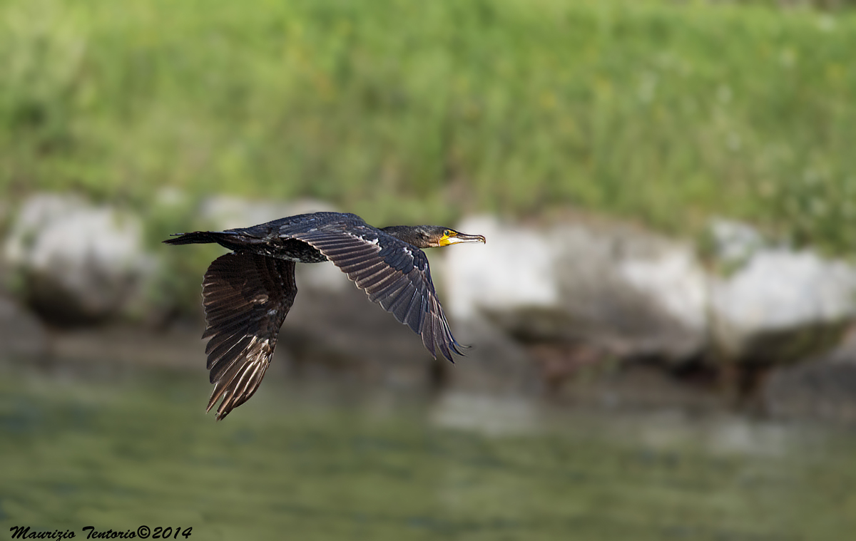 Cormorano