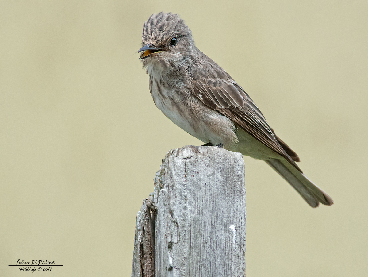Mi sa che cambio parrucchiere :)