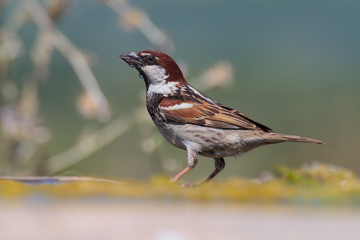 Sparrow (Passer hispaniolensis)