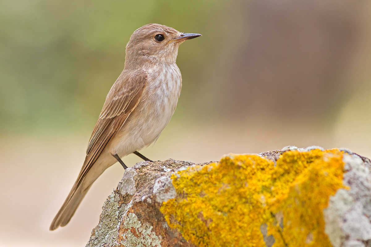 Flycatcher