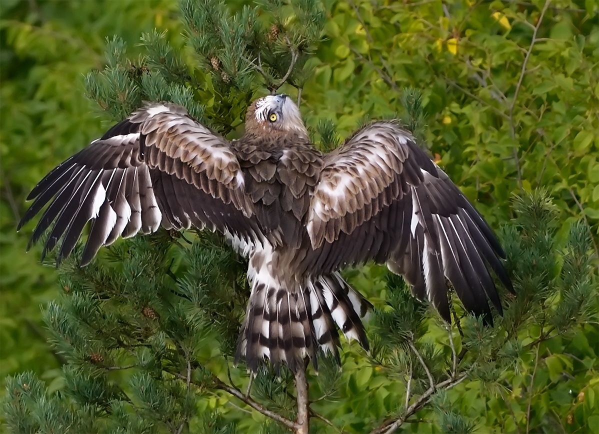 Happy event: Biancone Juv