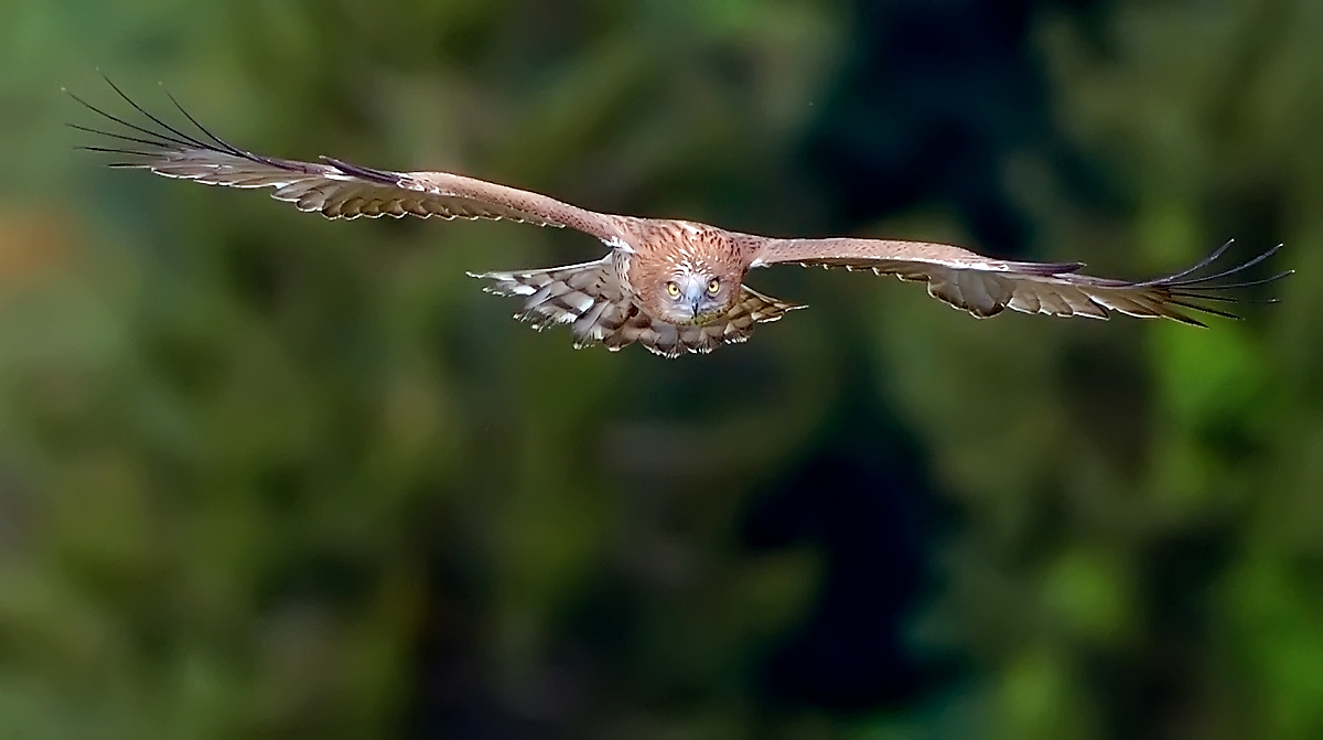 Biancone Juv, fly front