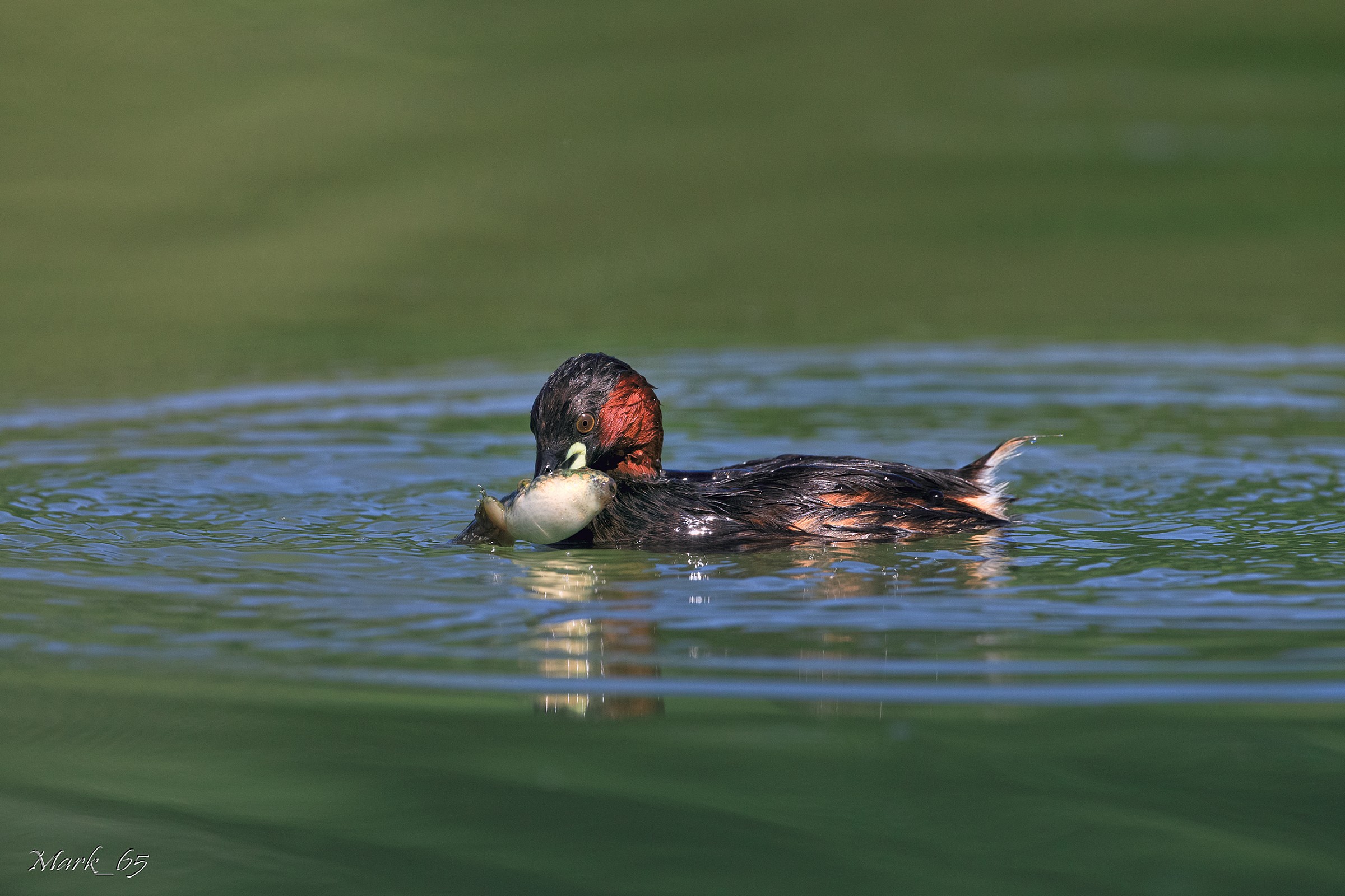 Little Grebe with tadpole