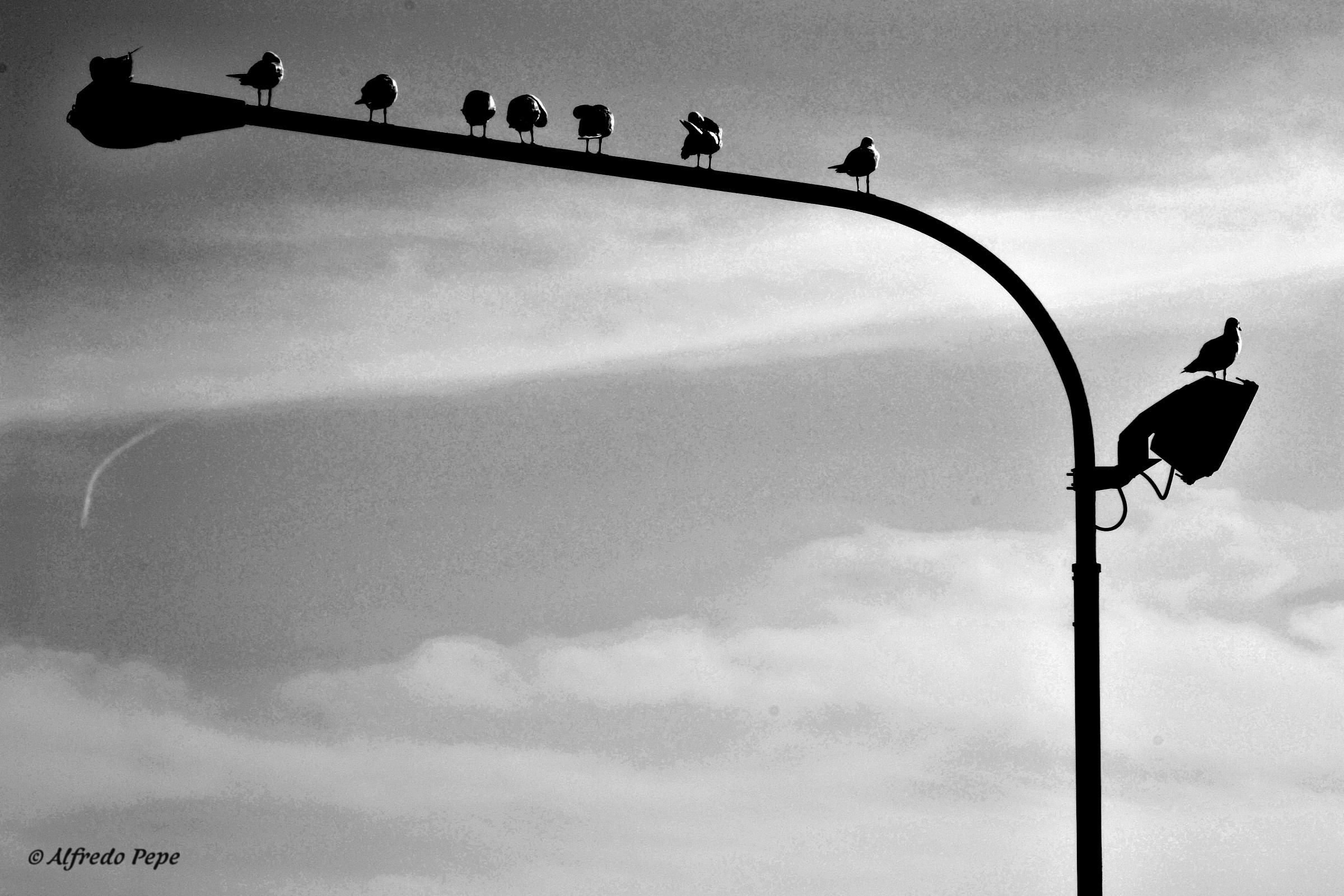 The Birds