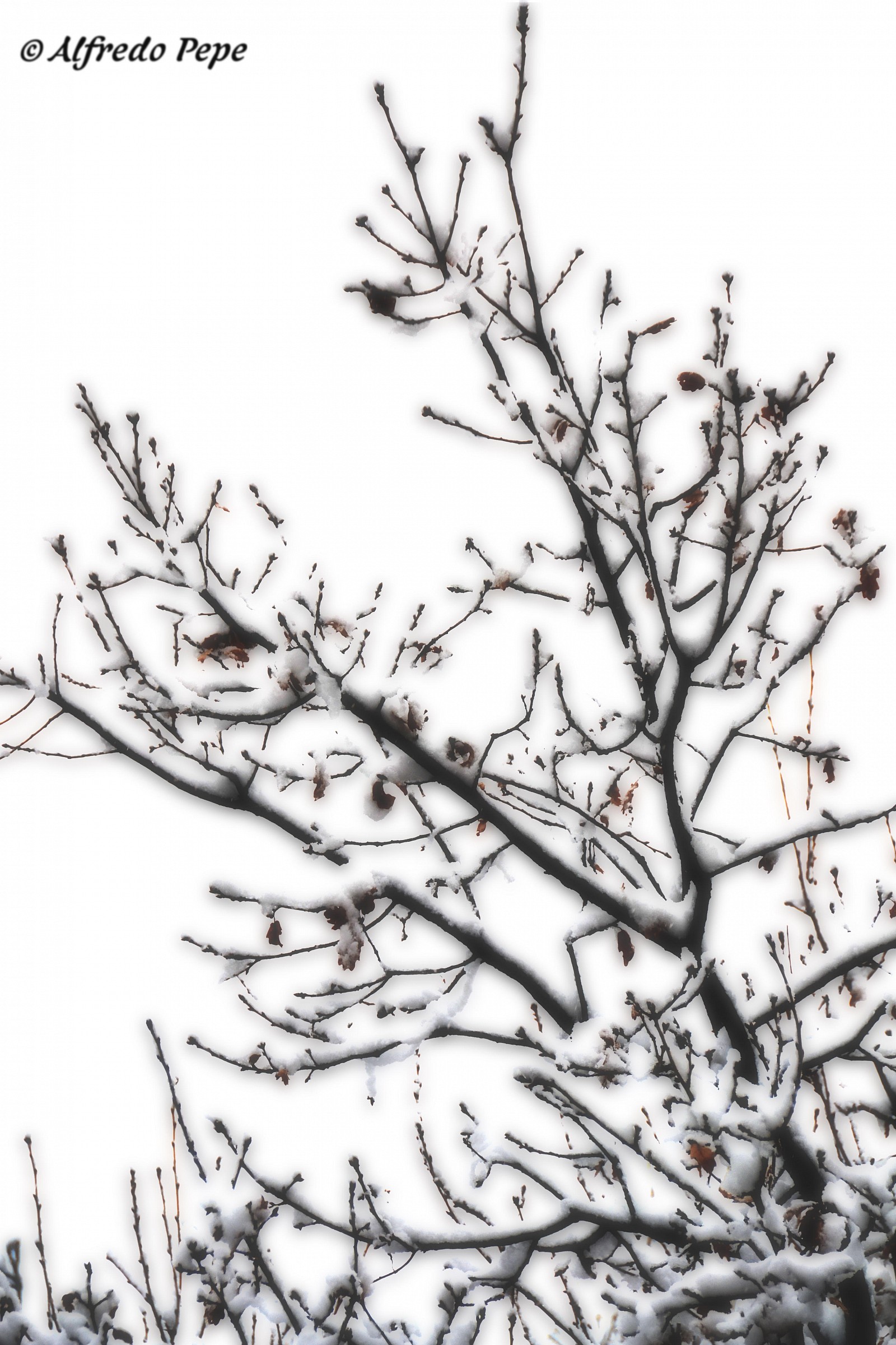 The white mantle on the branches