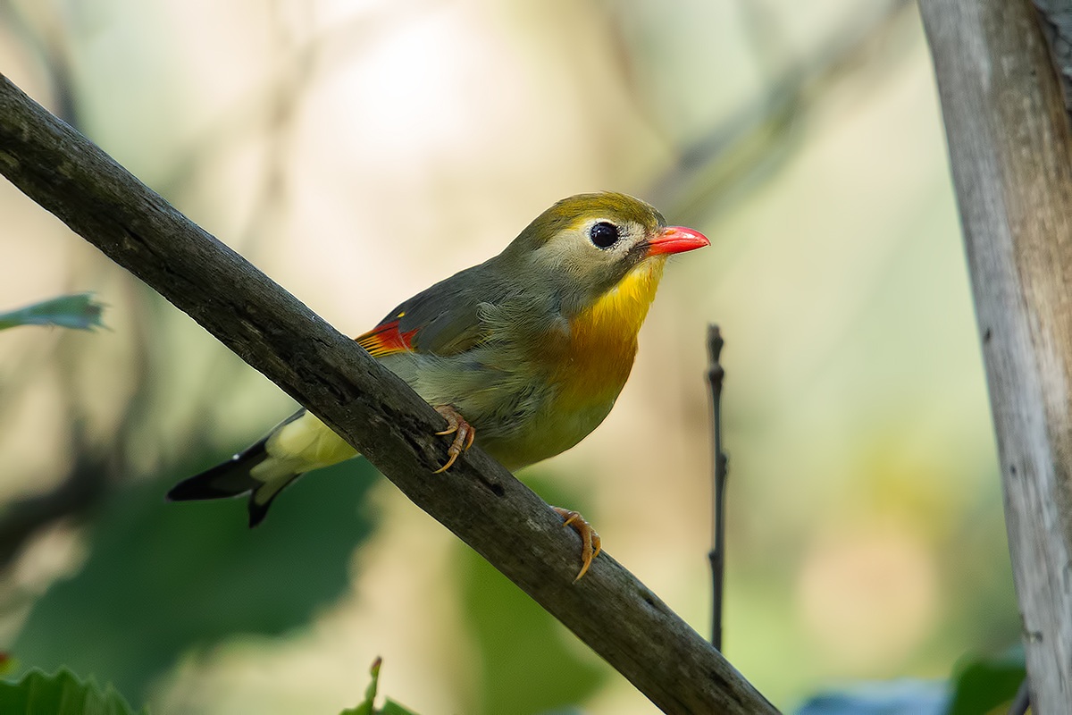 Nightingale delGiappone