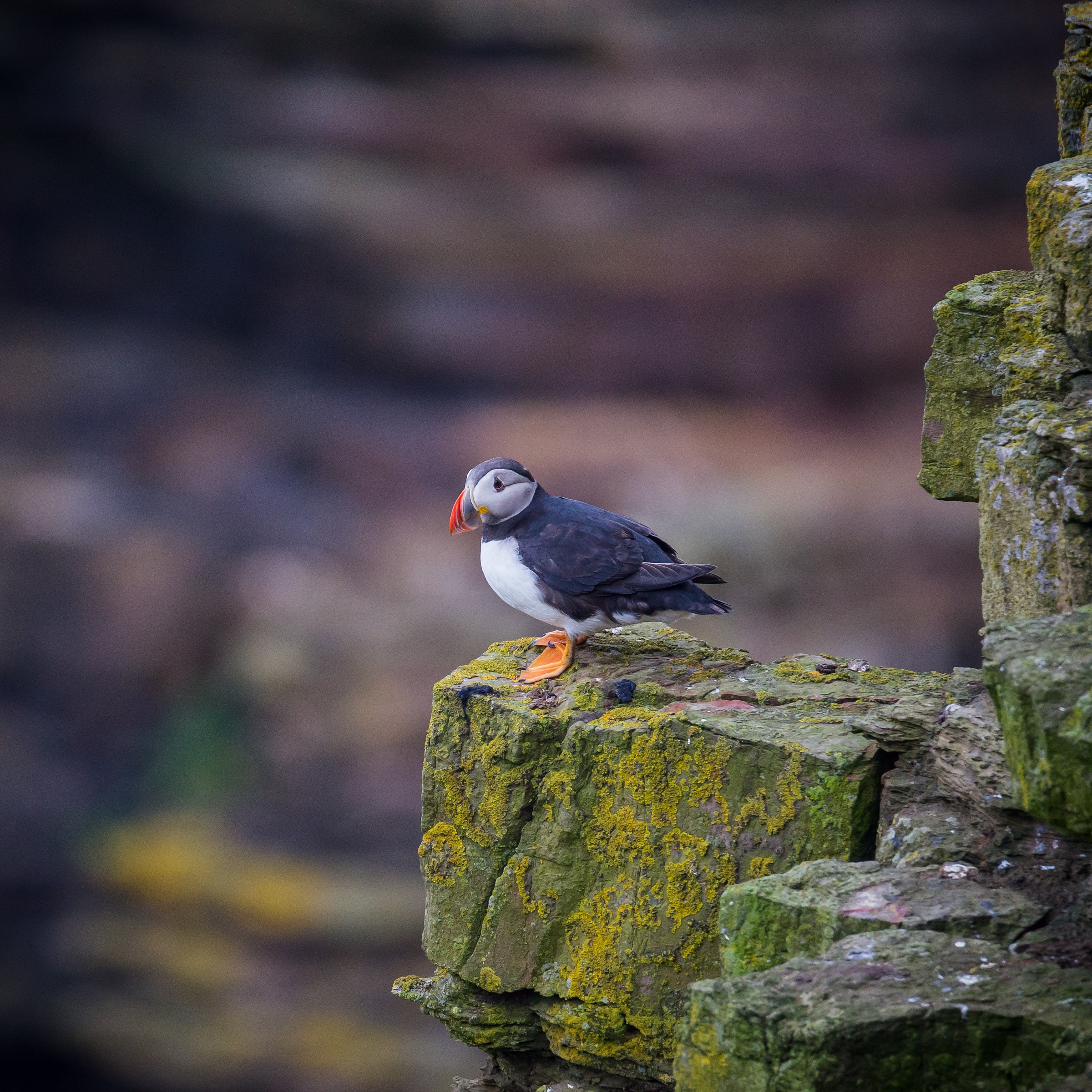 Puffin Sea
