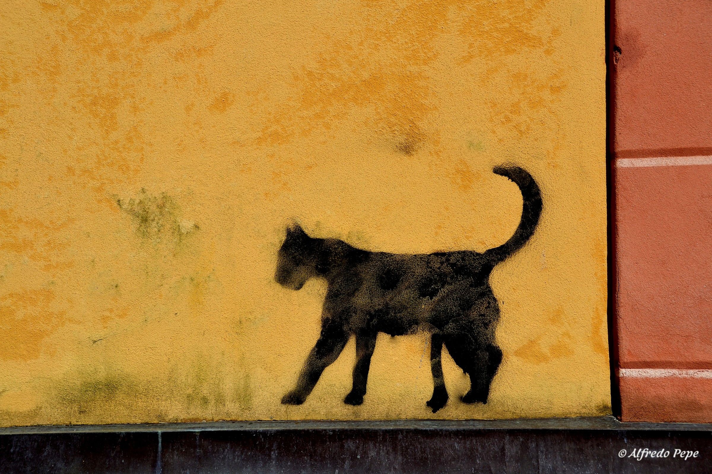 The silhouette of the cat