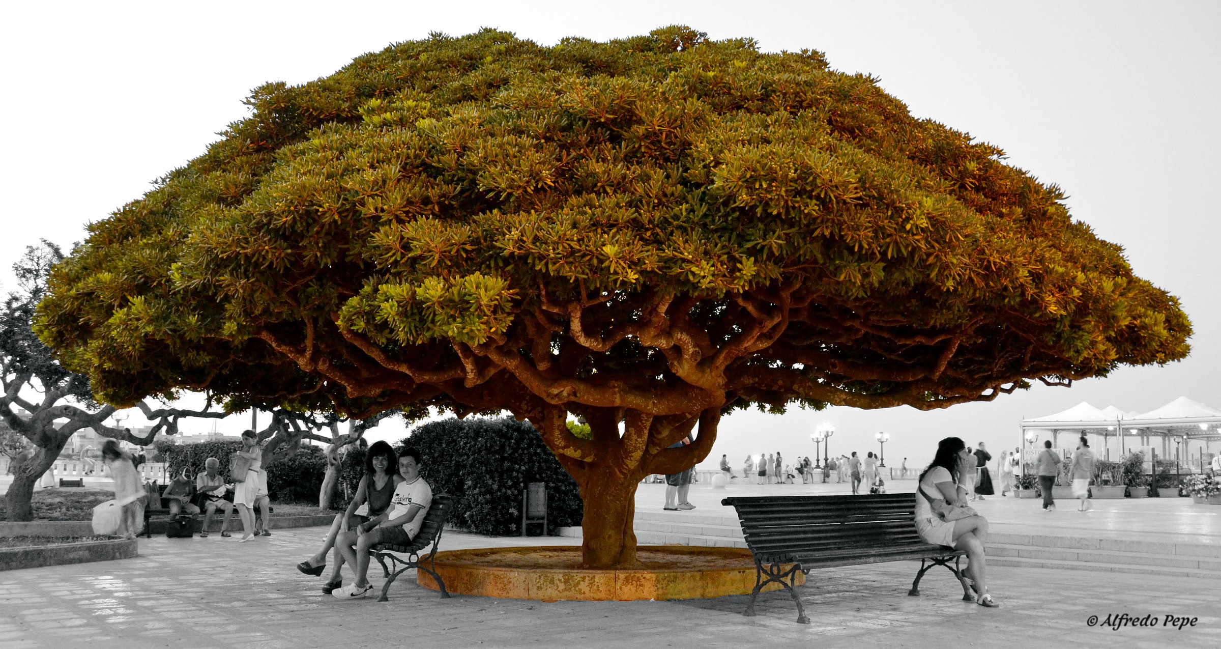 Sheltered under the tree